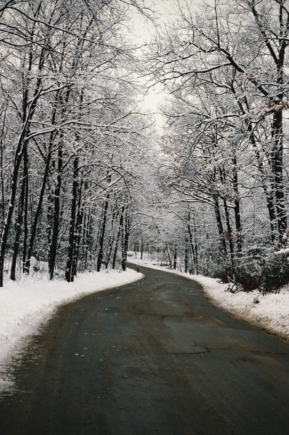Frosted Trees