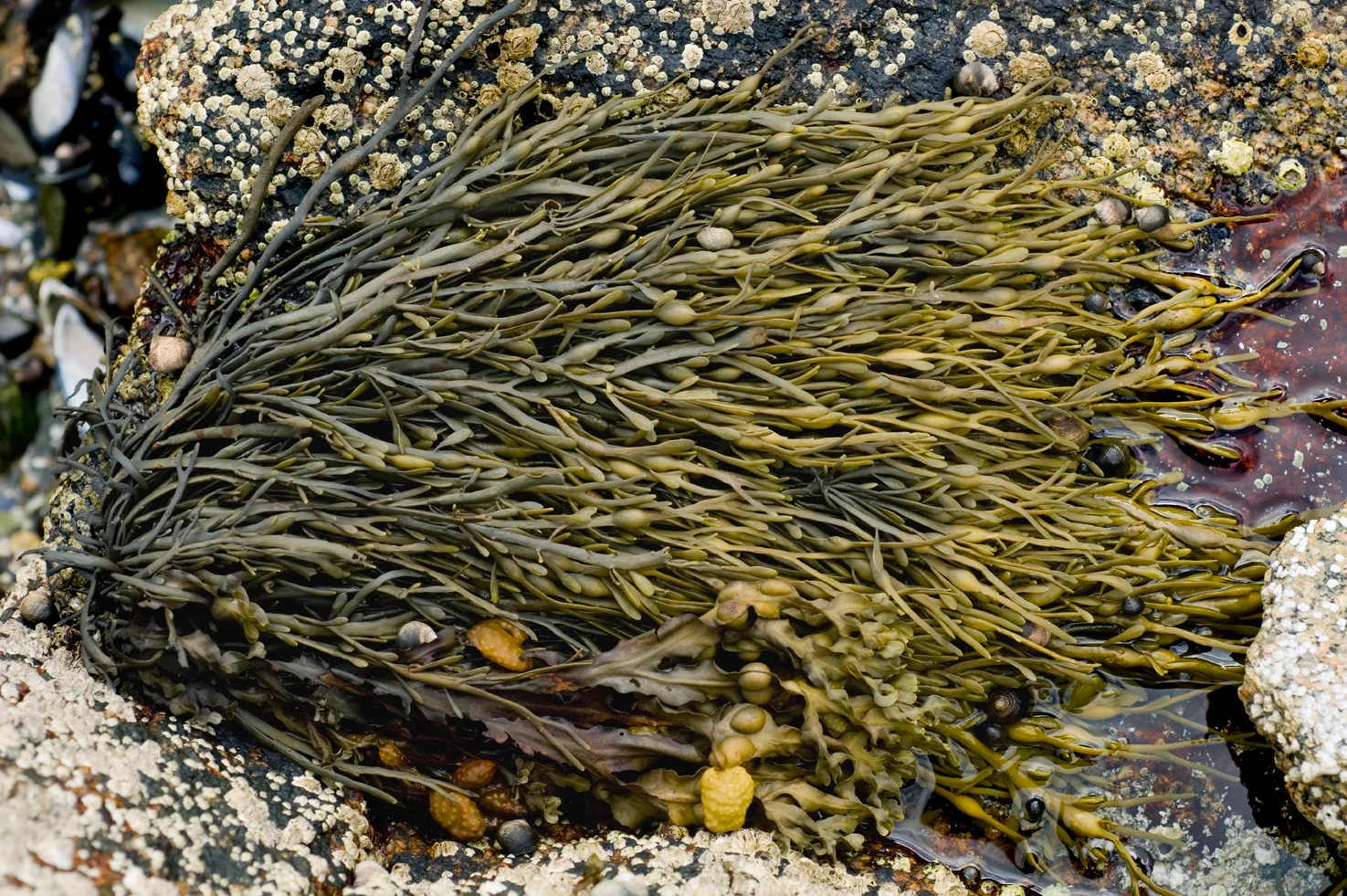 nourie_seaweed_acadia_sRGB.jpg