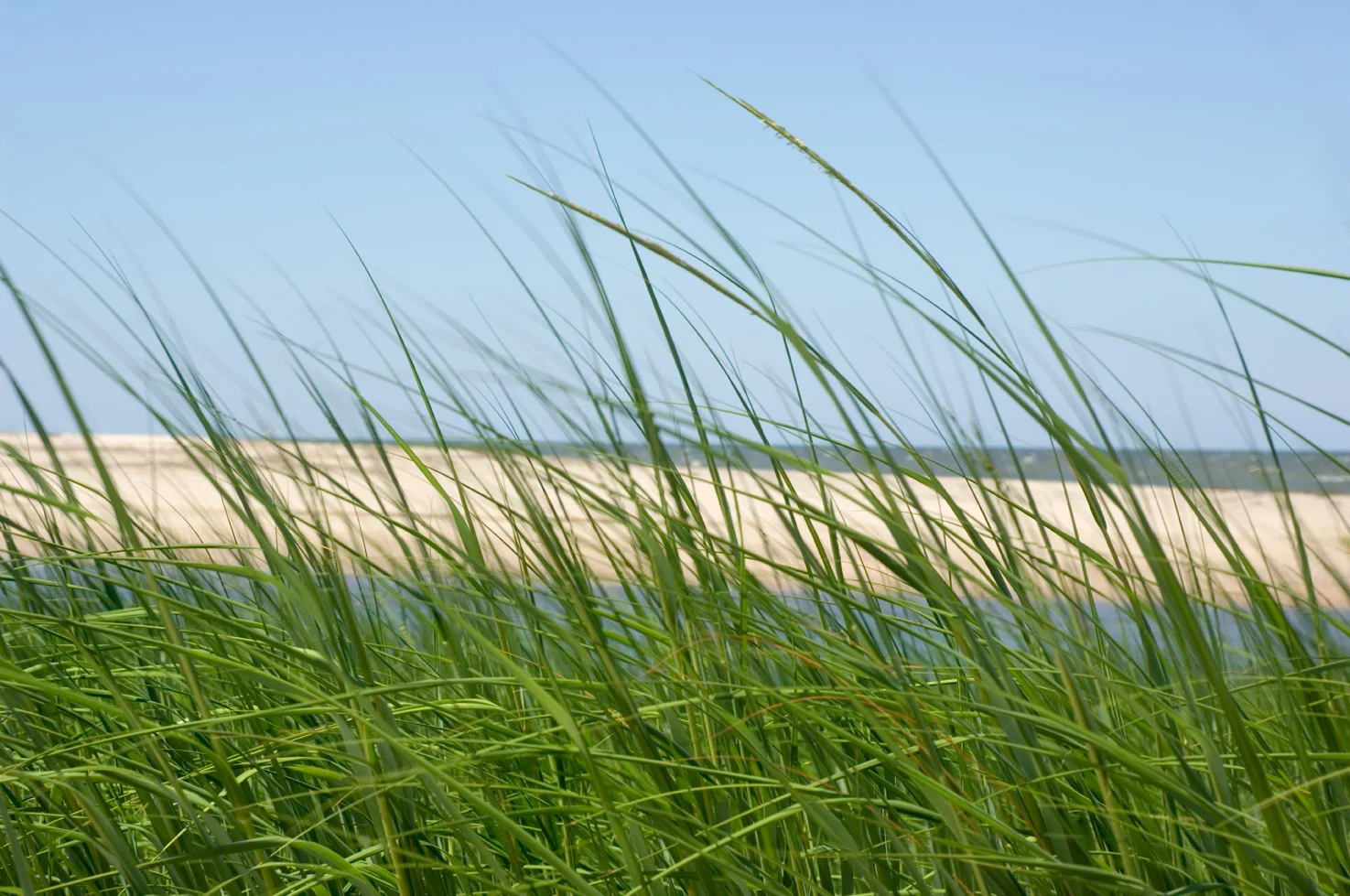 Nourie_Shore_Grass.jpg
