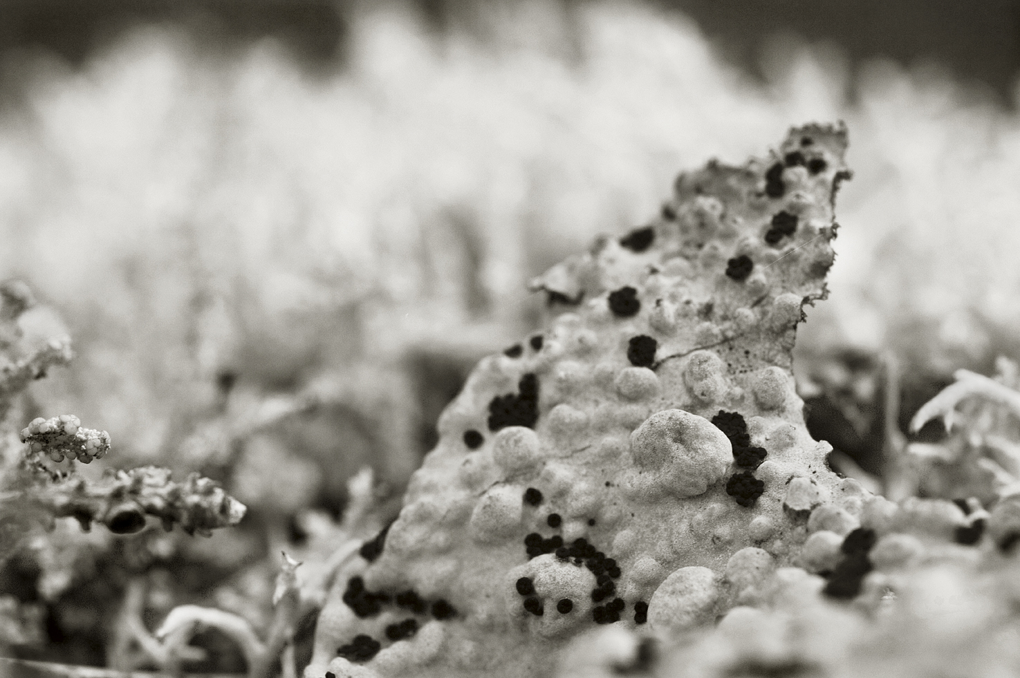 nourie_fungus_#17_web.jpg