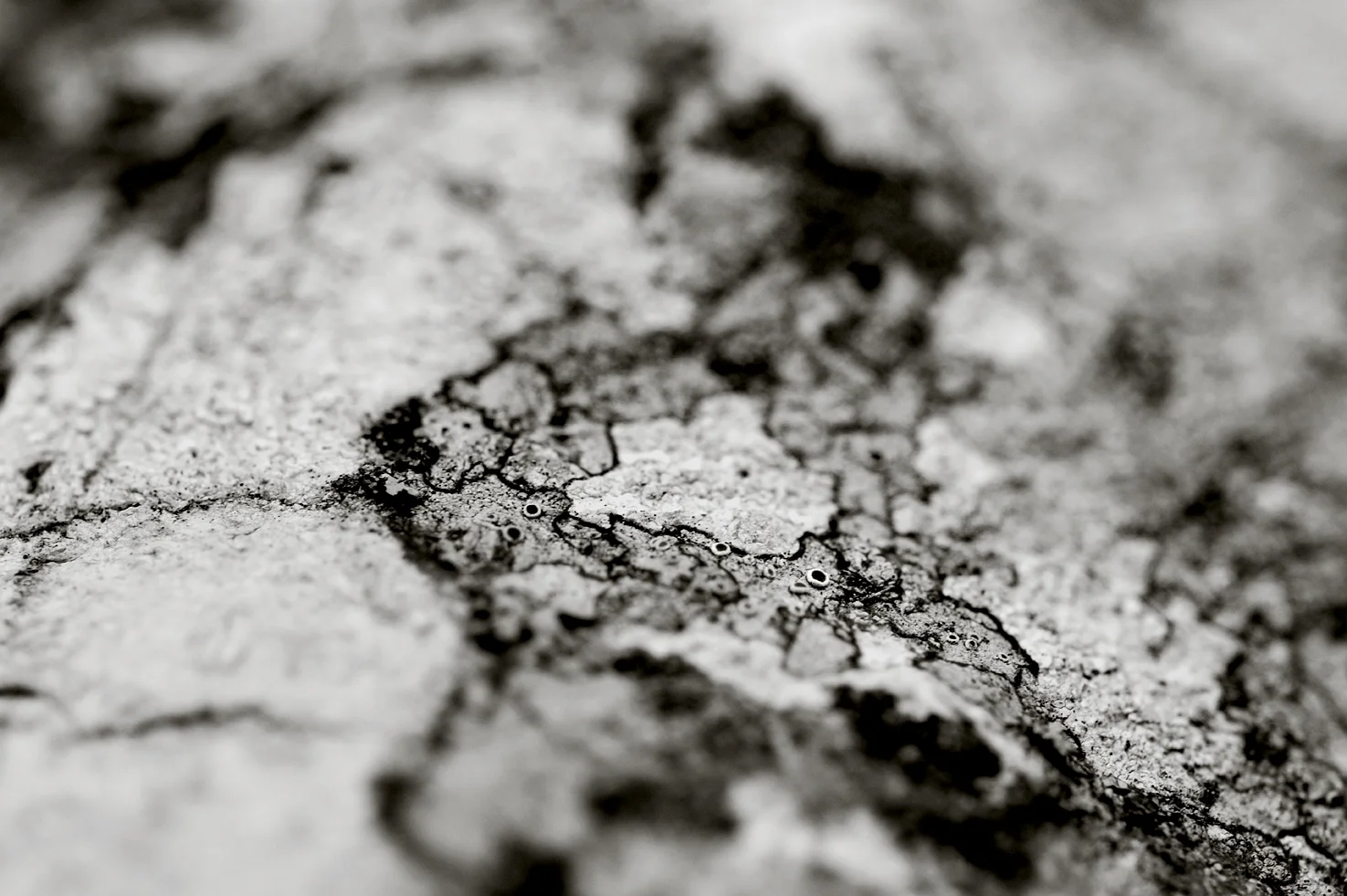 nourie_Lichen_#12.jpg