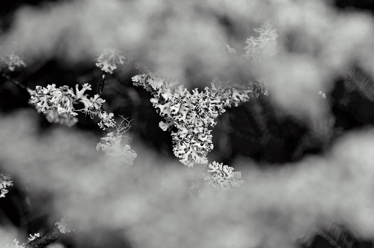 Lichen #24
