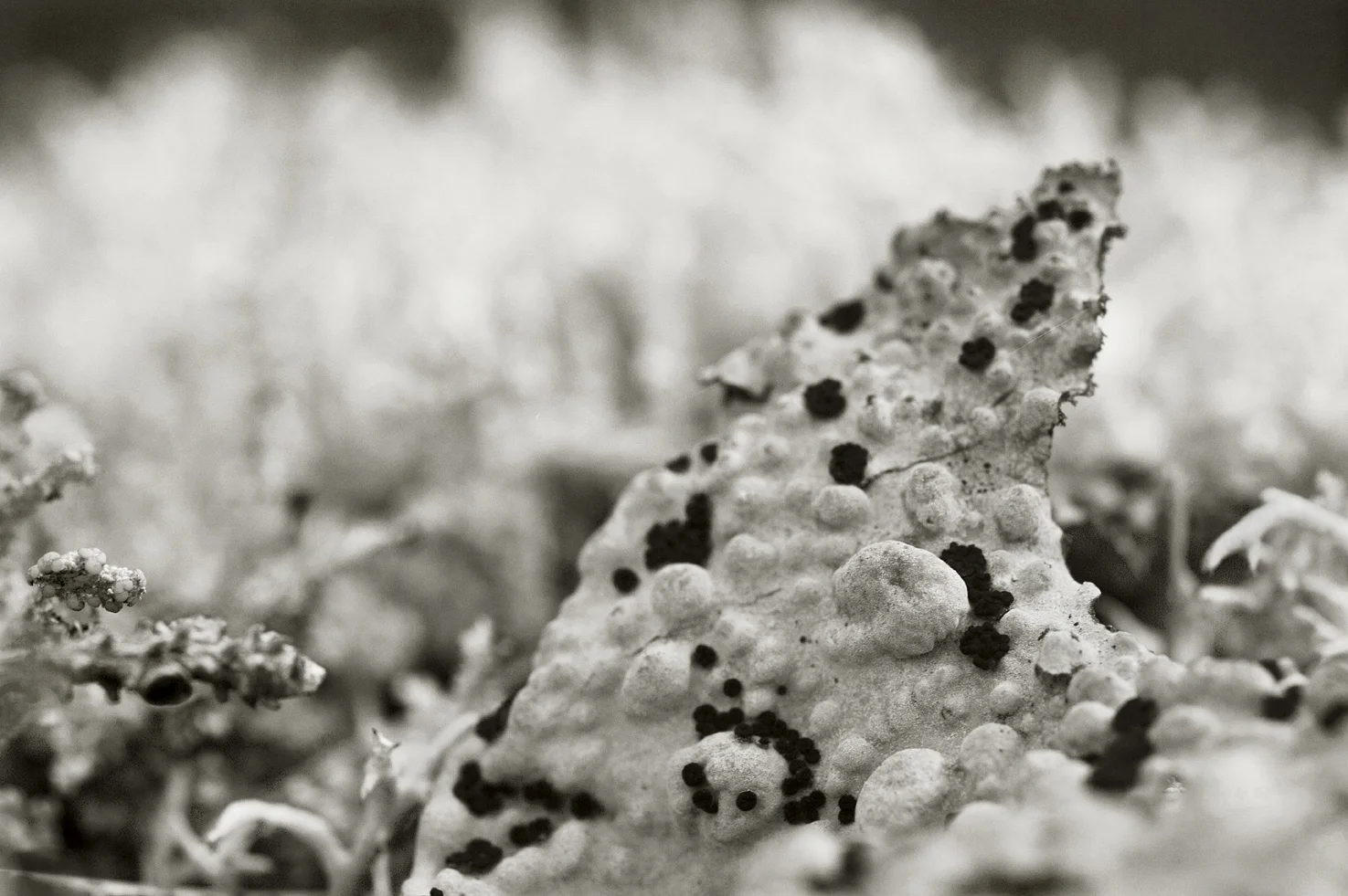 Fungus #17