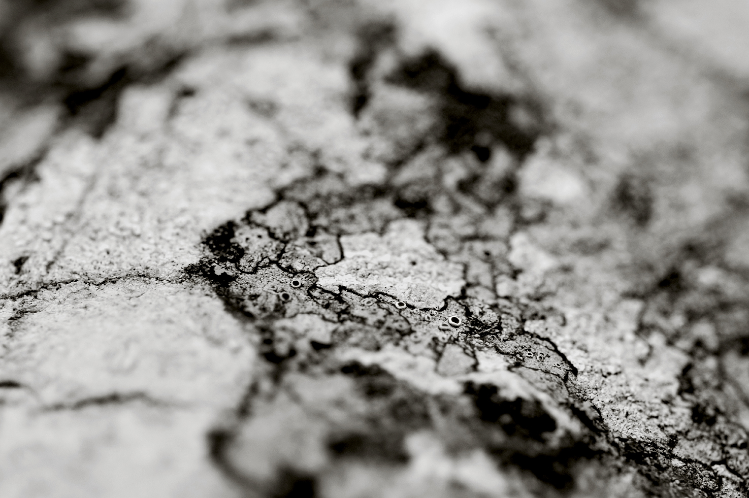 Lichen #12
