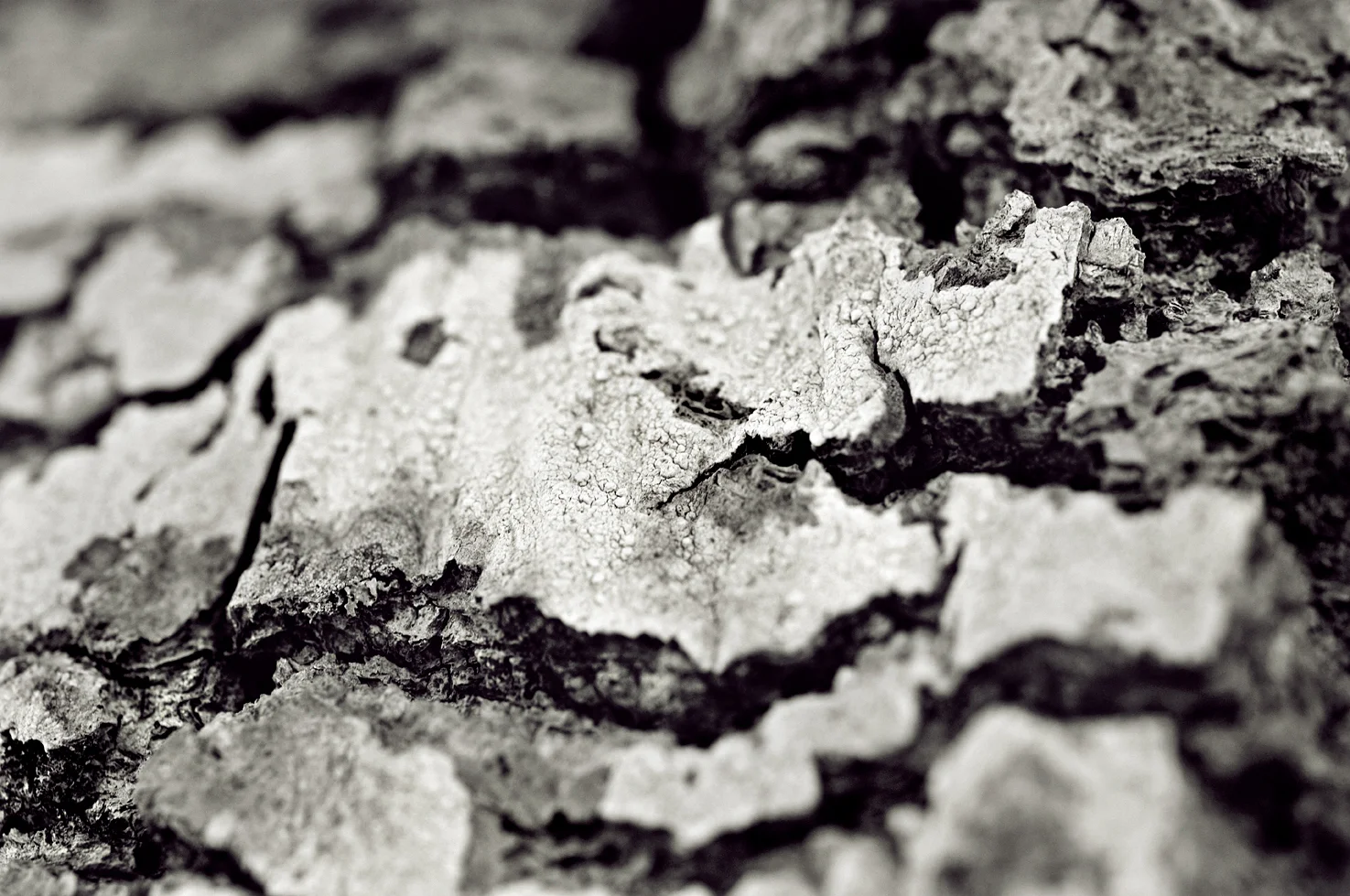 Crust #8