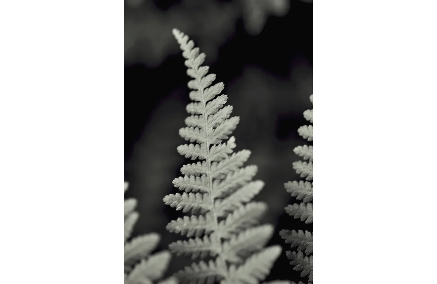 Fern_#8_web.jpg