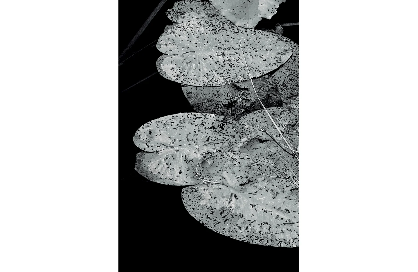 nourie_lily_pads_bw_web.jpg