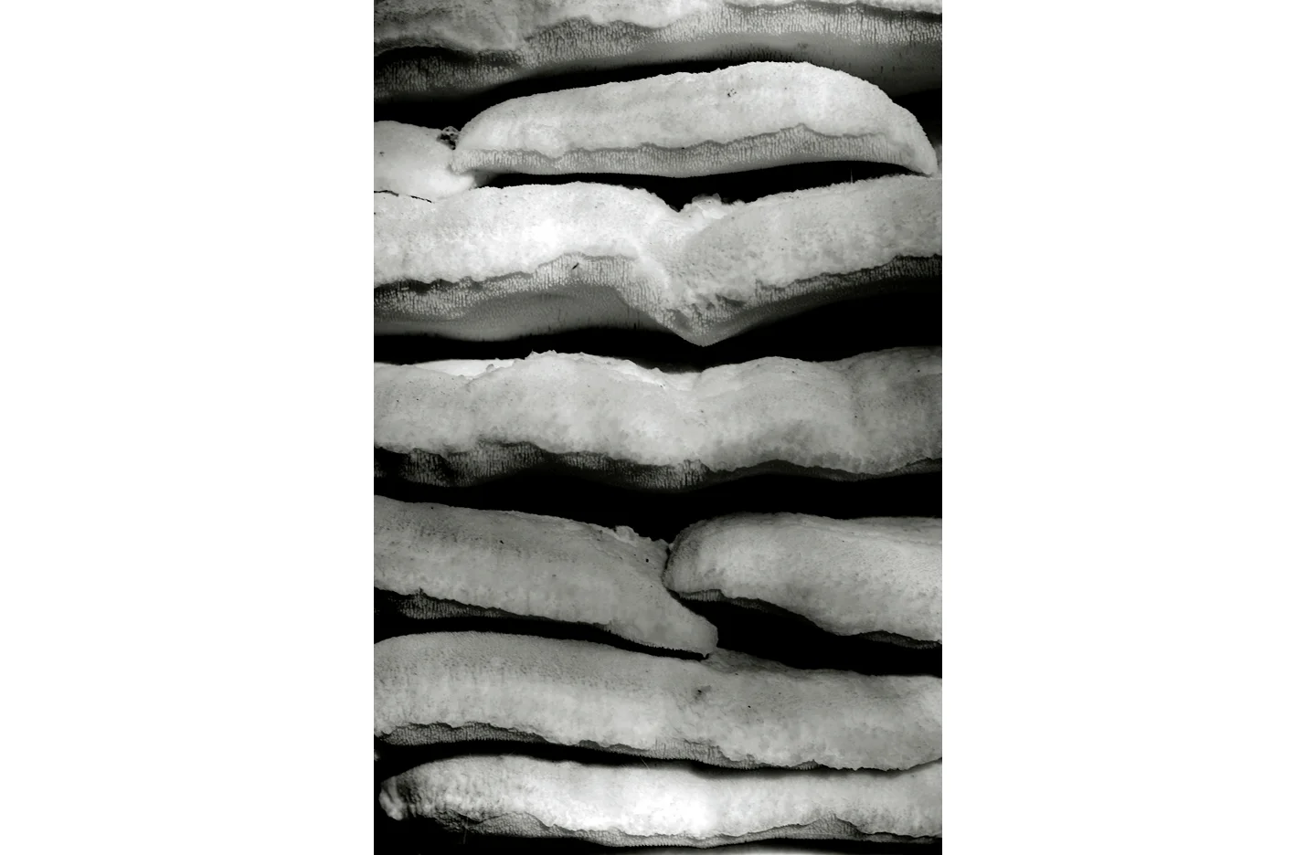 nourie_fungus_bw_web.jpg