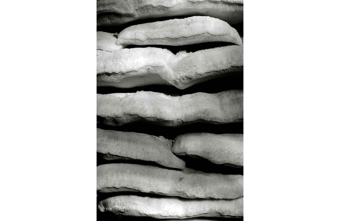 Fungus #49