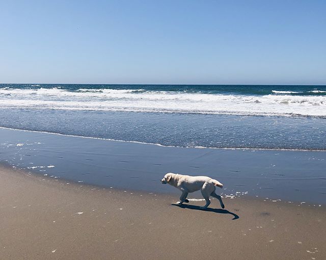 Olive + beach type of weekend. This pup is the sweetest and has the best human parents 🐶🤗