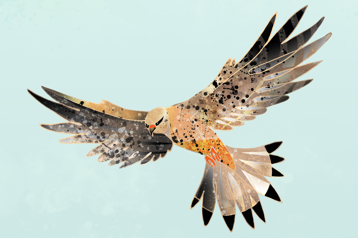 illustrated_animals_kestrel_wall_mural_visitor_centre.jpg