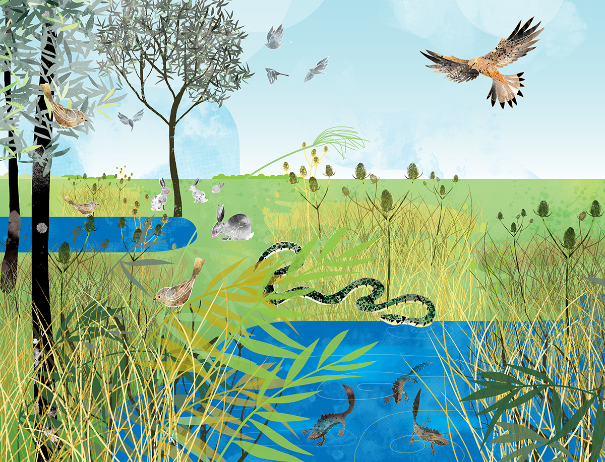 illustrated_wildlife_wall_mural_visitor_centre_exhibition_large_scale_03.jpg