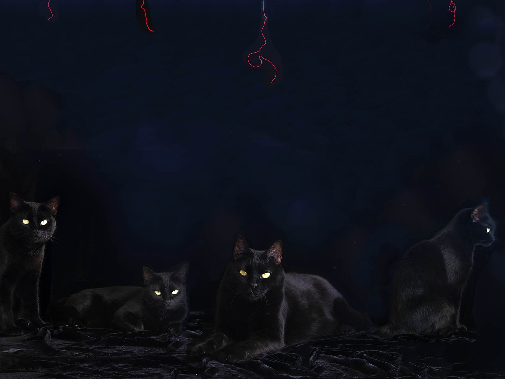 Herding Cats