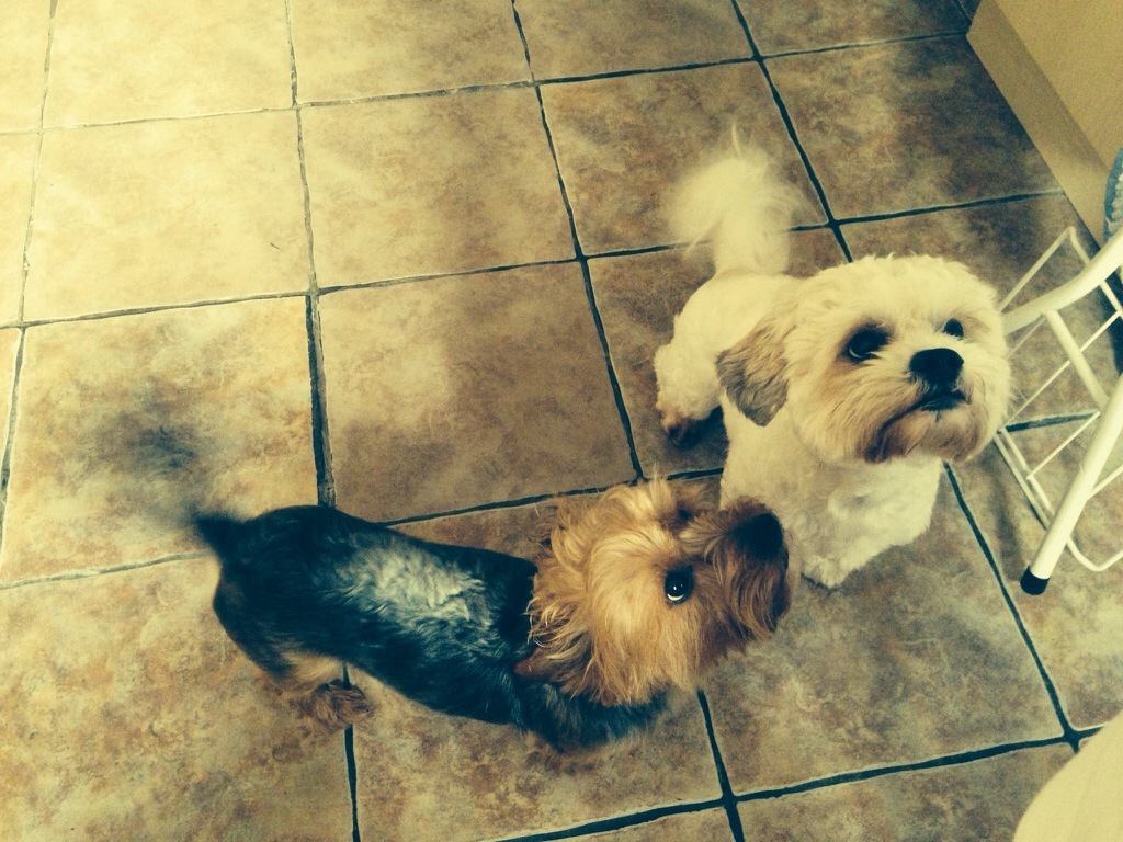 370198-nancy-dogs_waiting_to_be_fed_u.jpg