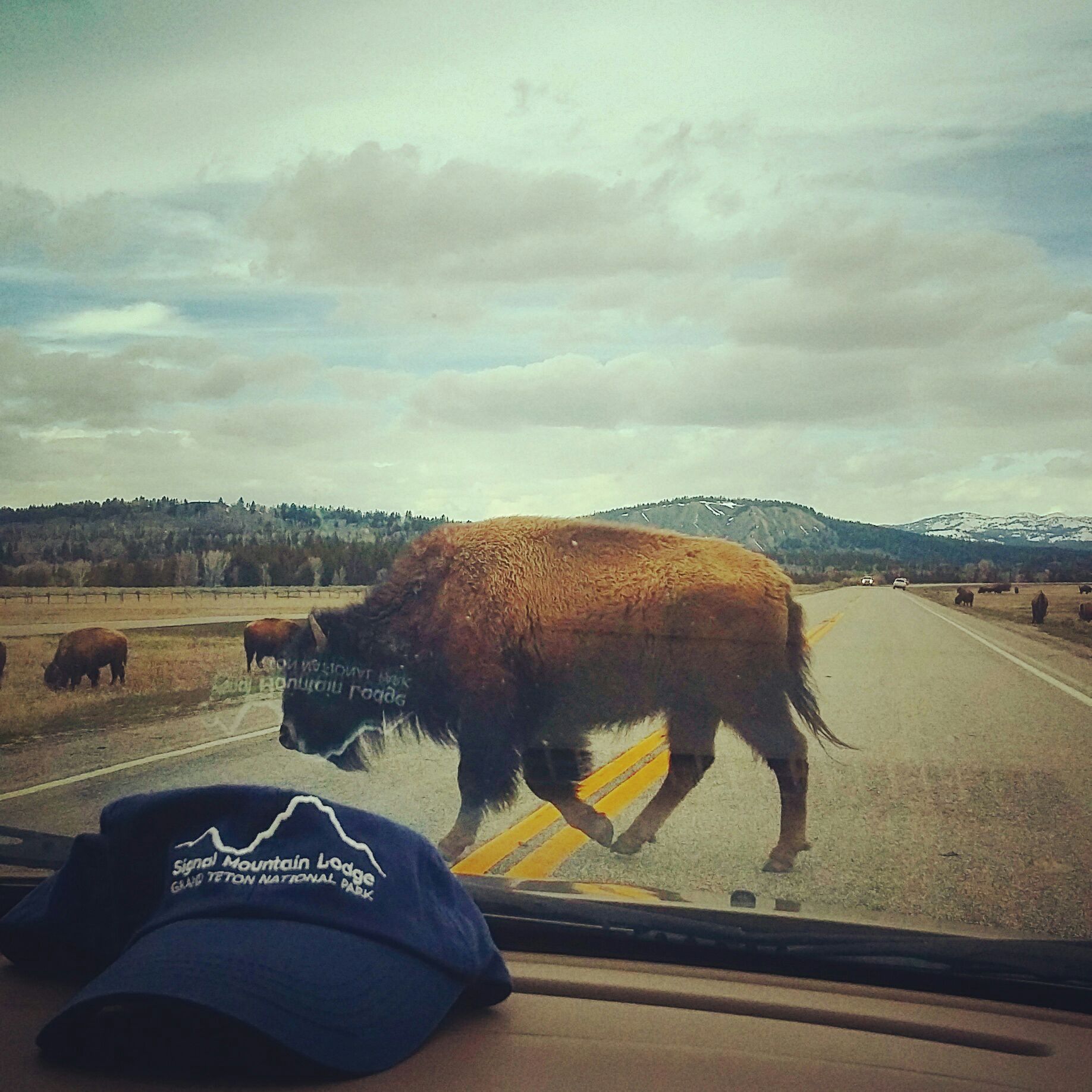 bison hat.jpg