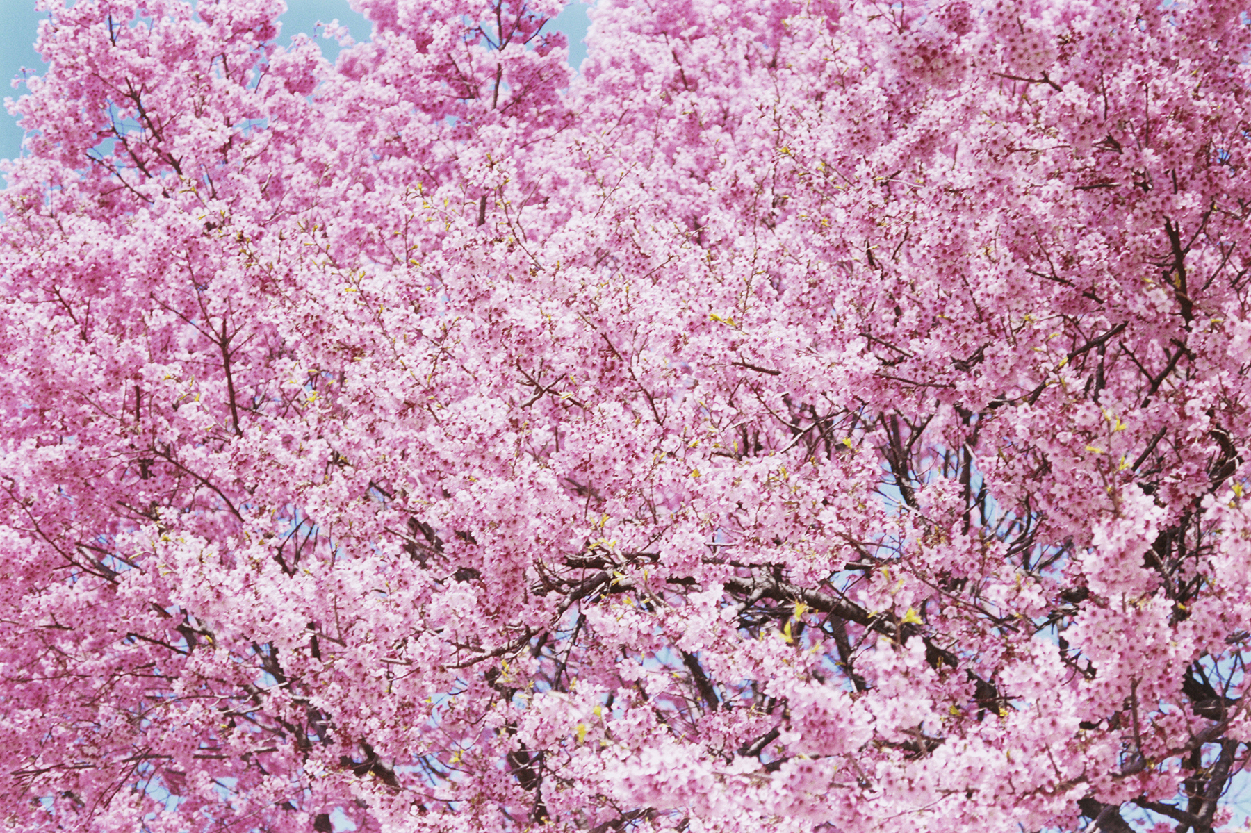 SAKURA-001(credits©mika ninagawa Courtesy of Tomio Koyama Gallery)-s.jpg