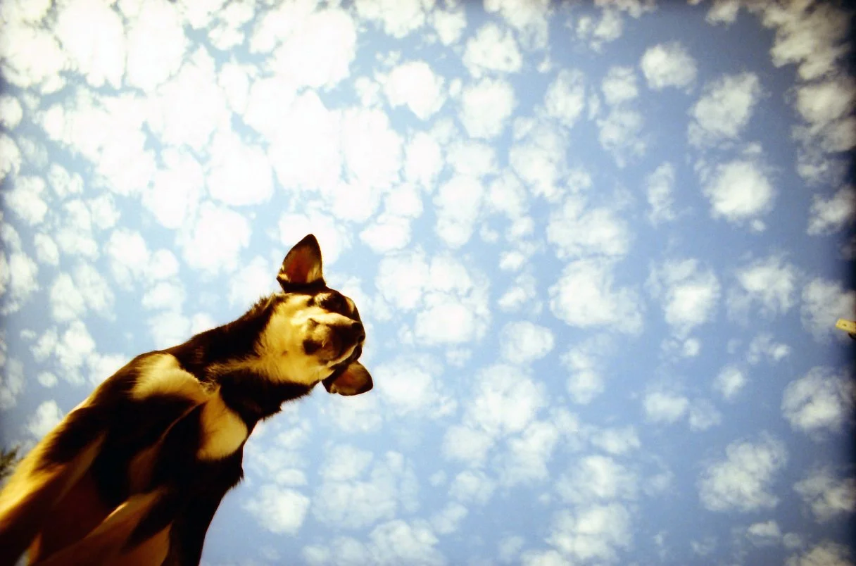 Lomography：Photo by drame