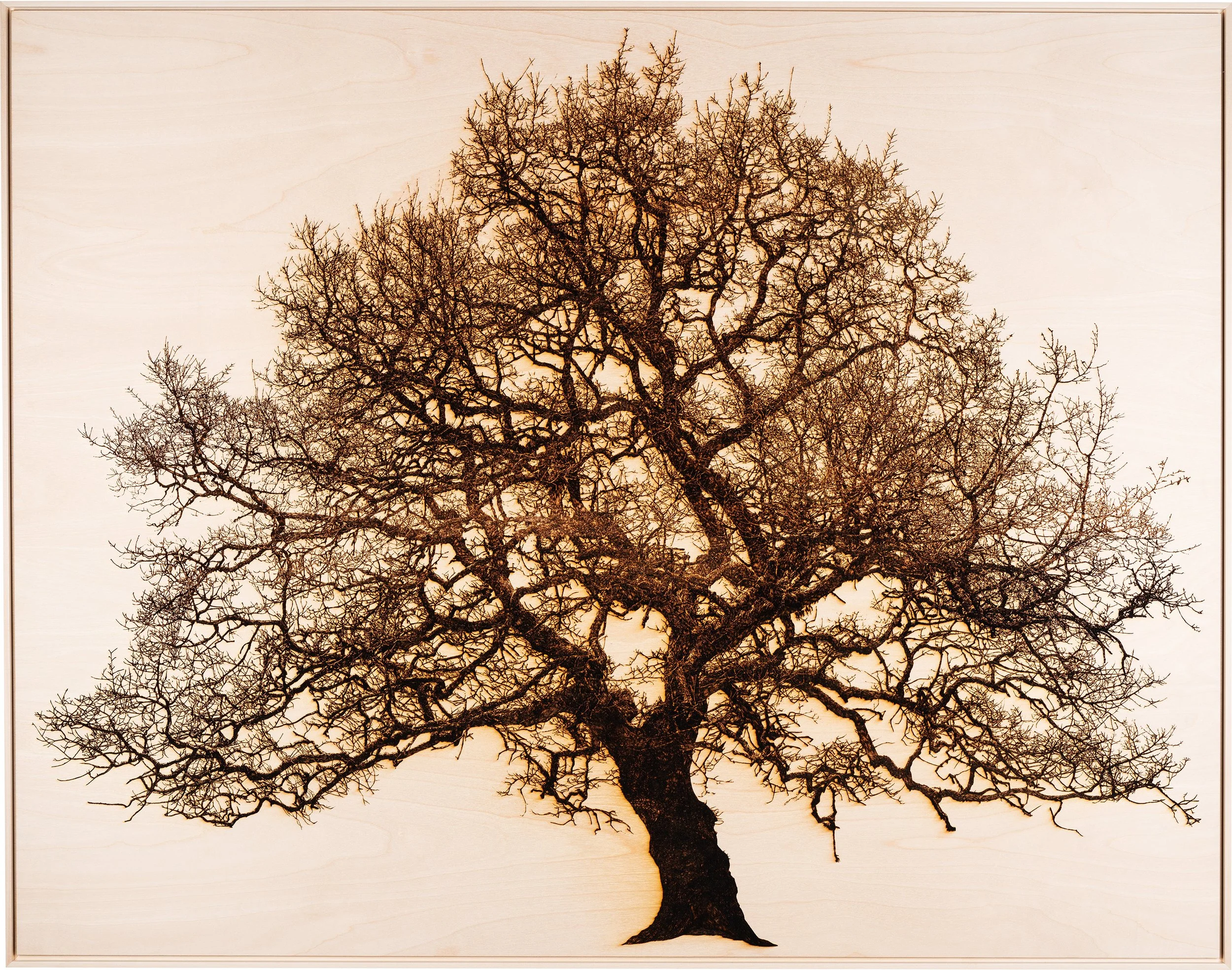 Oak in Llwyn Celyn Front - 5000K No distort.jpg