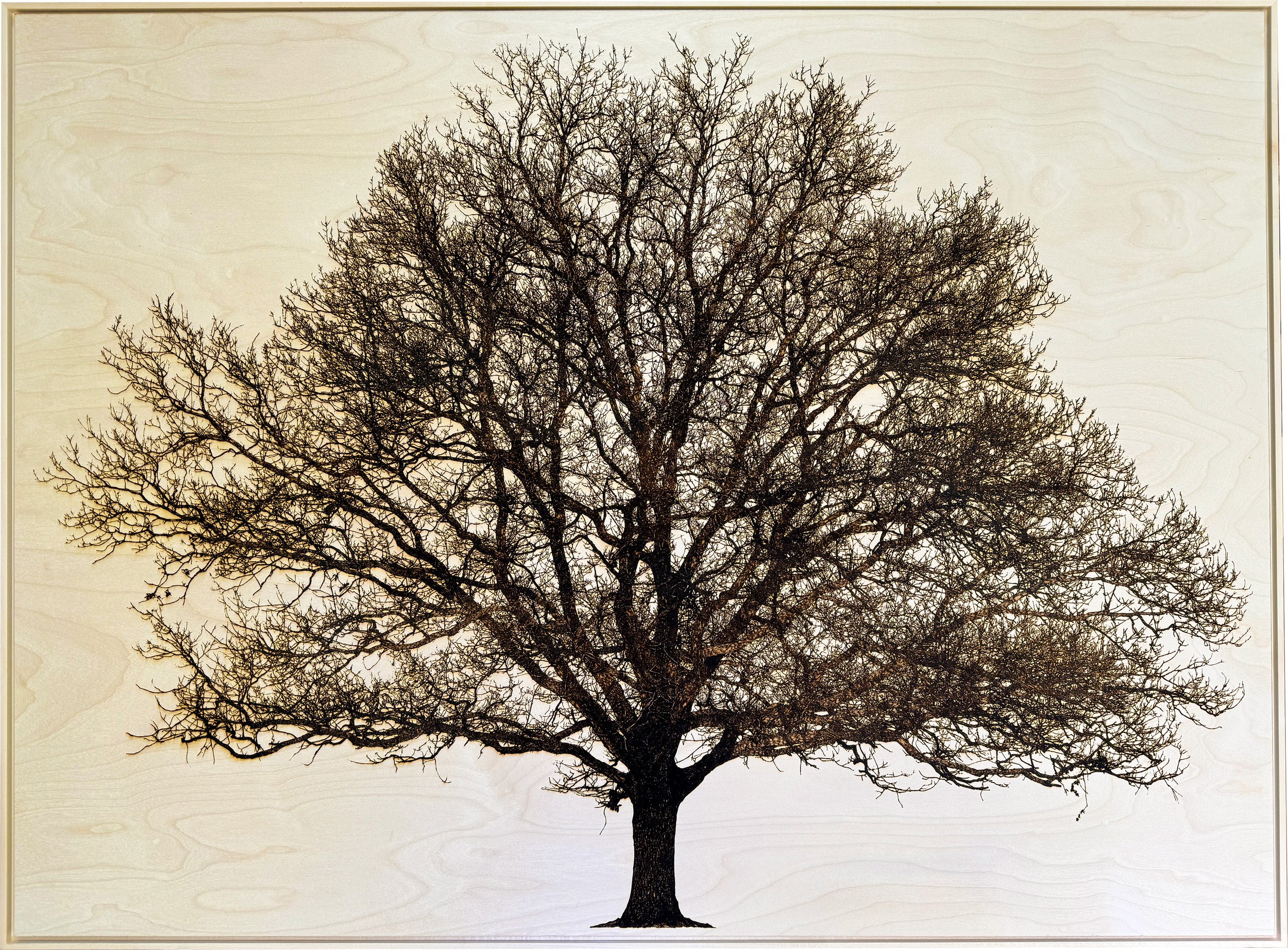 Oak at Pen Ponds - iphone.jpg