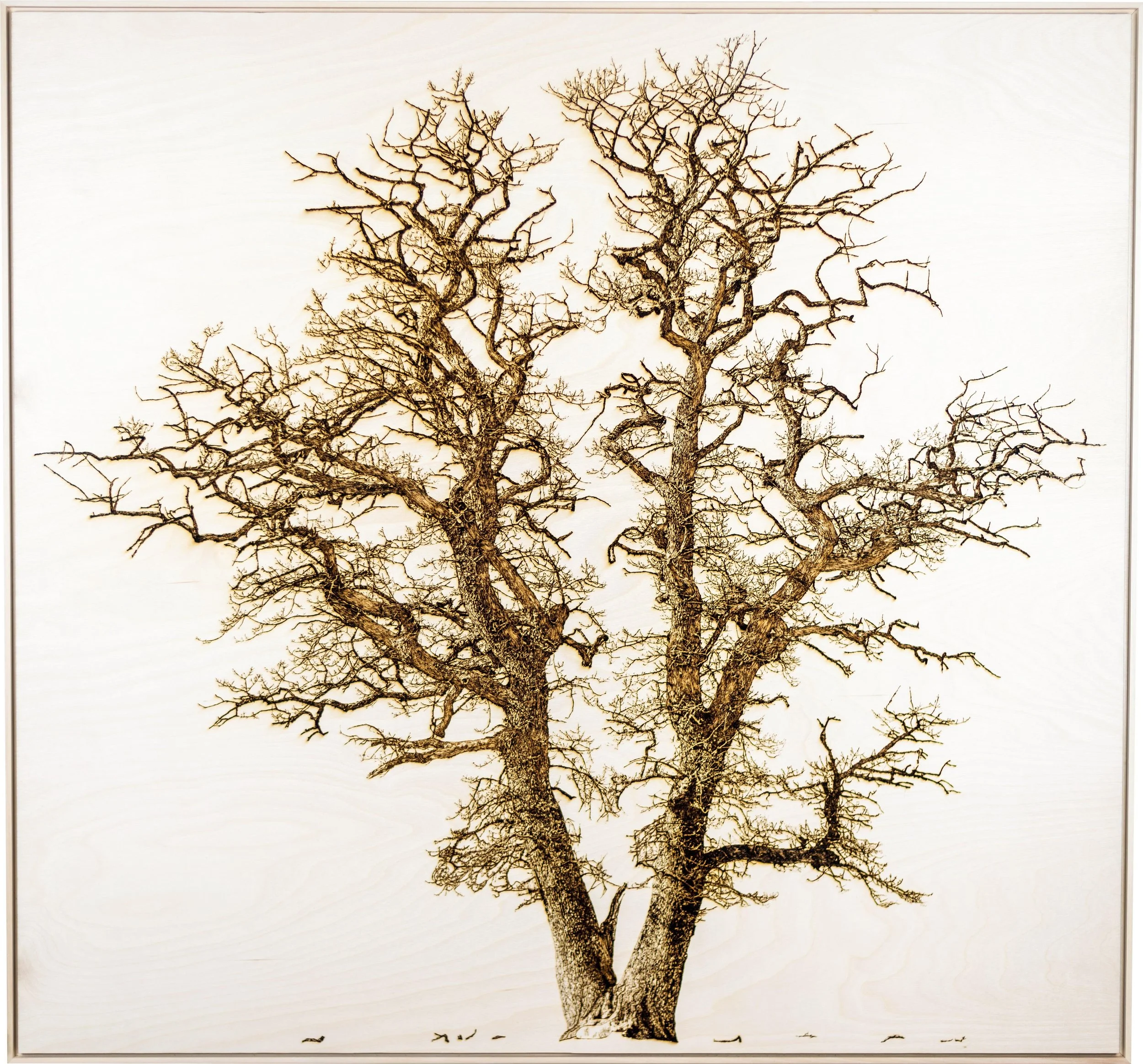 Oak in Brecon Beacons Front (Old plus adjustment).jpg