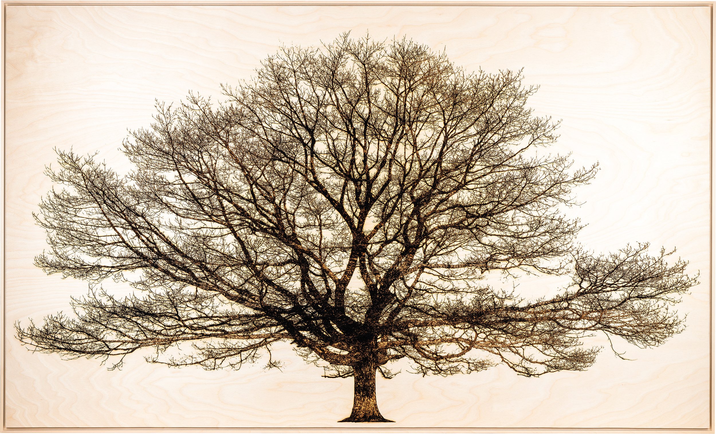 Oak in Richmond Park Front.jpg