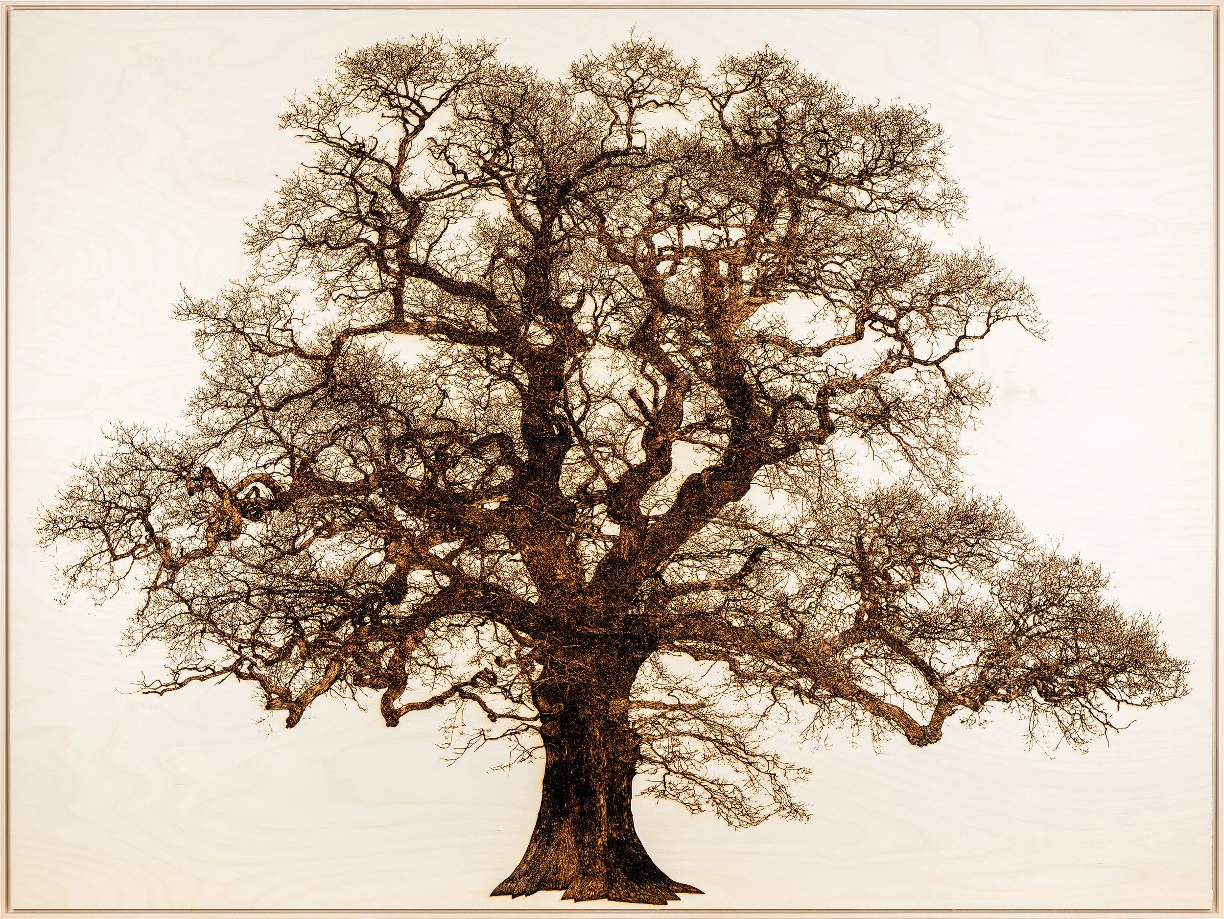 Oak in Lydbury Front 1.jpg