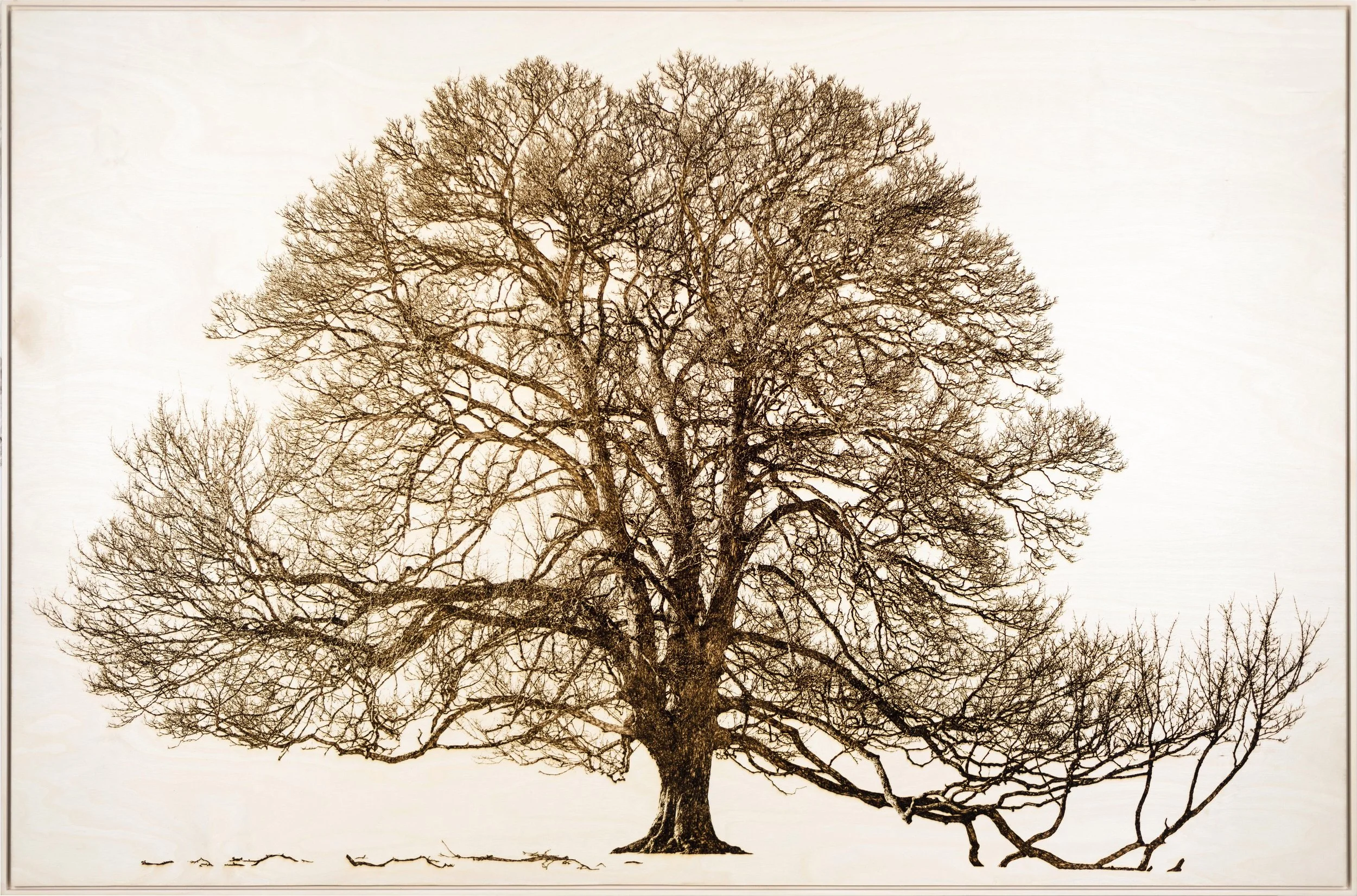 Sycamore Front.jpg