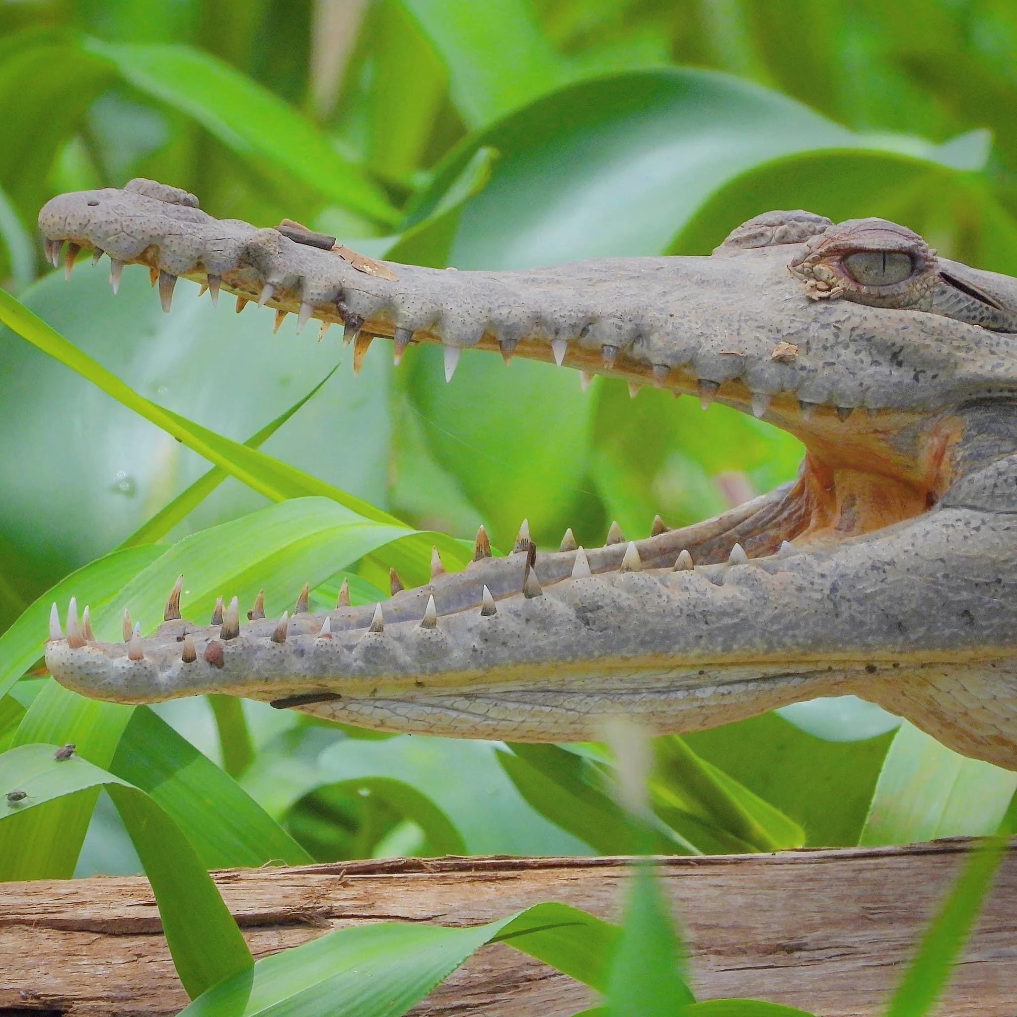 Close-up of an alligator's mouth with teeth showing amidst green leaves.