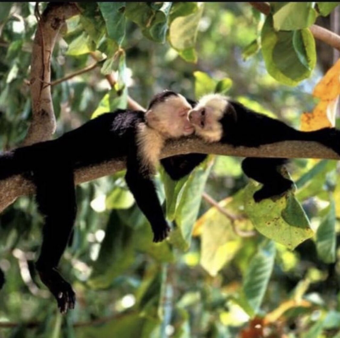 Two baby marmosets, one with a light face and the other with a dark face, lie on a tree branch touching faces in a green, leafy jungle environment.