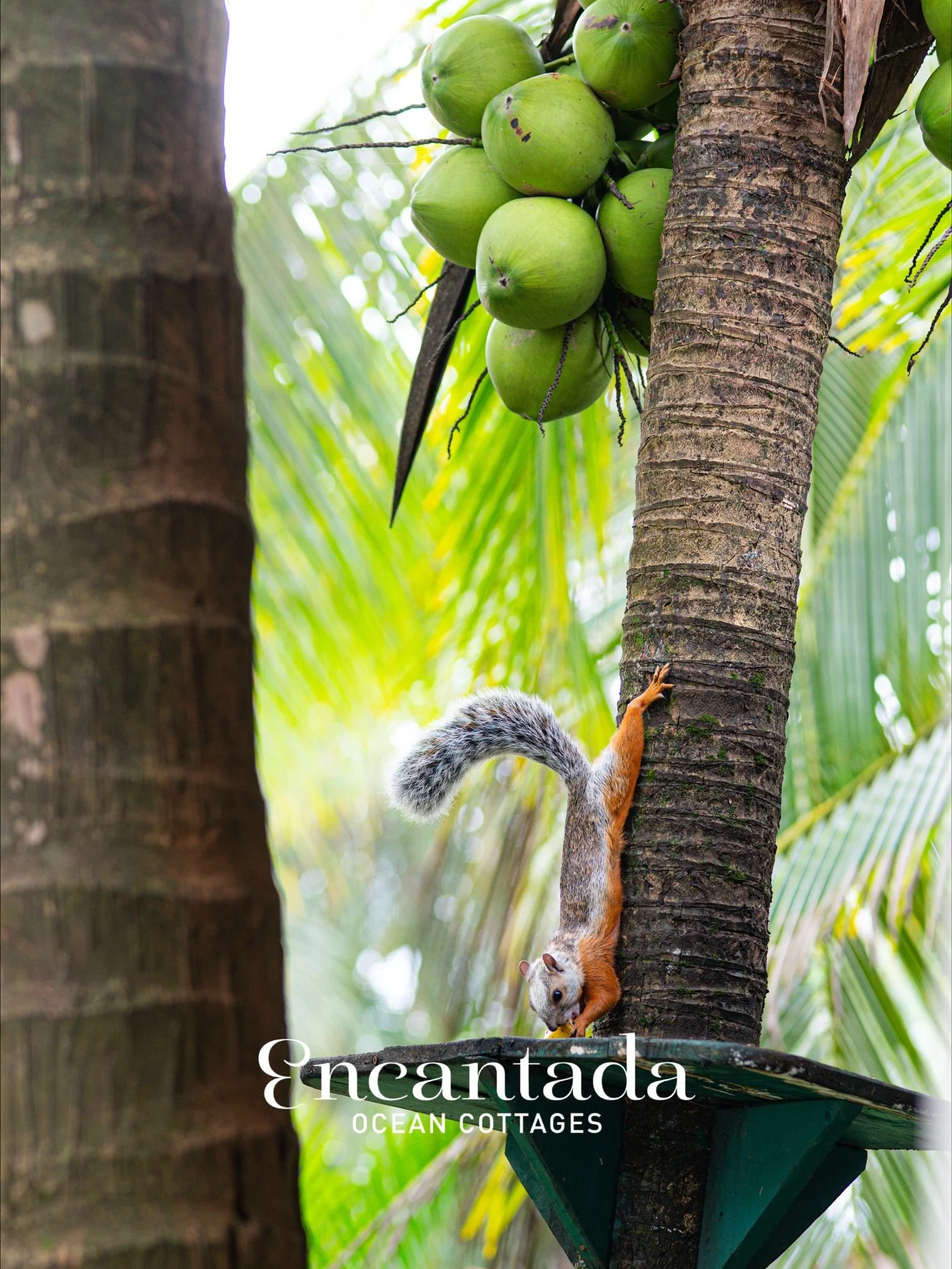 ✨ Wildlife moments at Encantada ✨
From playful squirrels enjoying a morning snack 🐿️🍌 to majestic scarlet macaws 🦜 the slow charm of a sloth resting in the trees 🦥🌿, and playful capuchin monkeys hanging out in the branches 🐒  Costa Rican nature