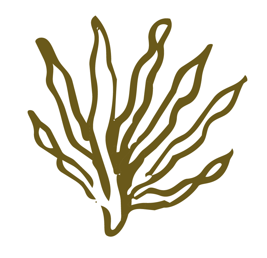 A stylized, brown drawing of seaweed or aquatic plant on a black background.