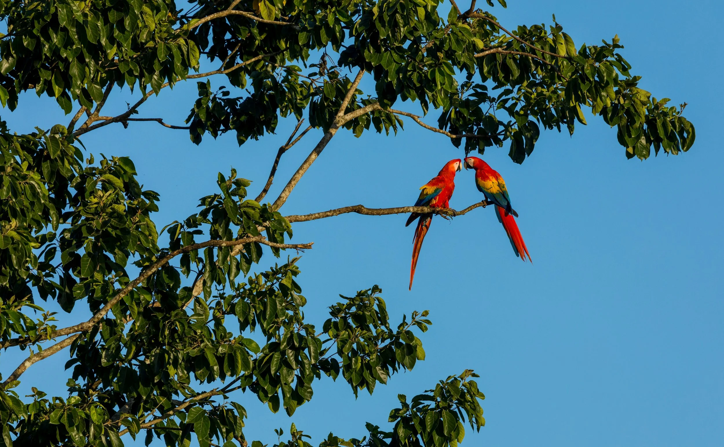 Two colorful parrots perched on a tree branch, surrounded by green leaves, with a clear blue sky in the background.