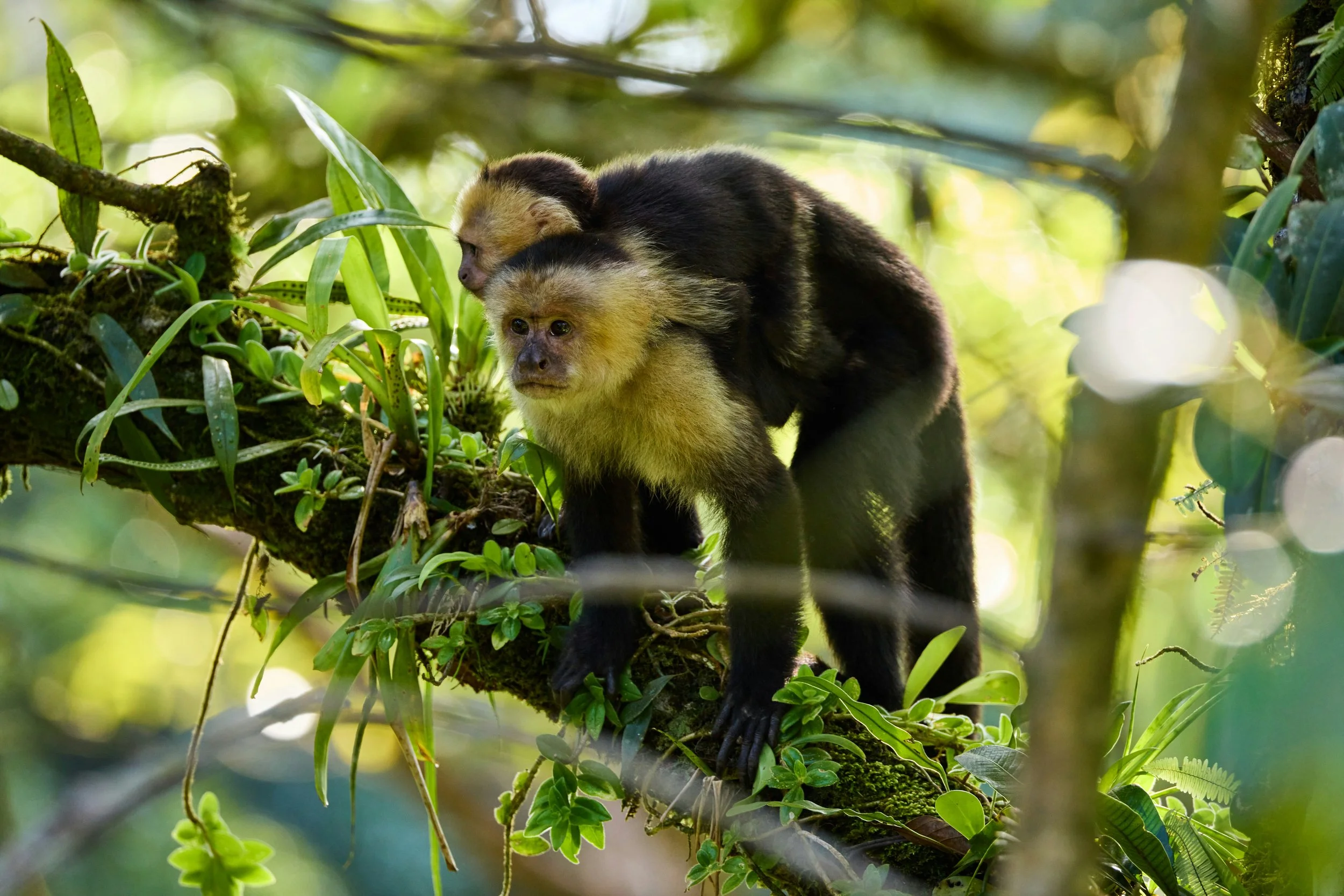 Two capuchin monkeys sitting on a tree branch surrounded by green leaves in a lush jungle.