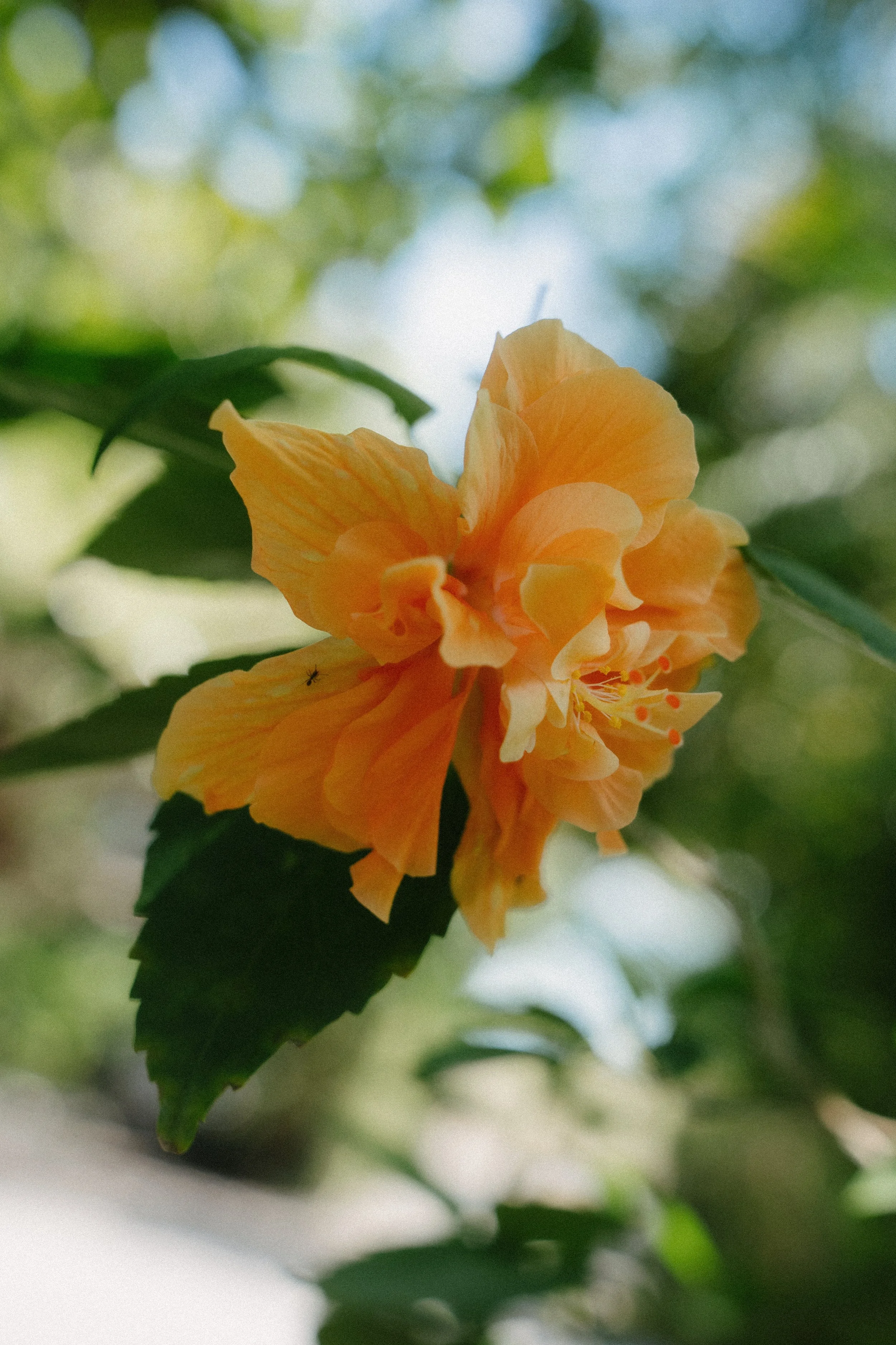 Close-up of a yellow-orange hibiscus flower with green leaves and blurred background.