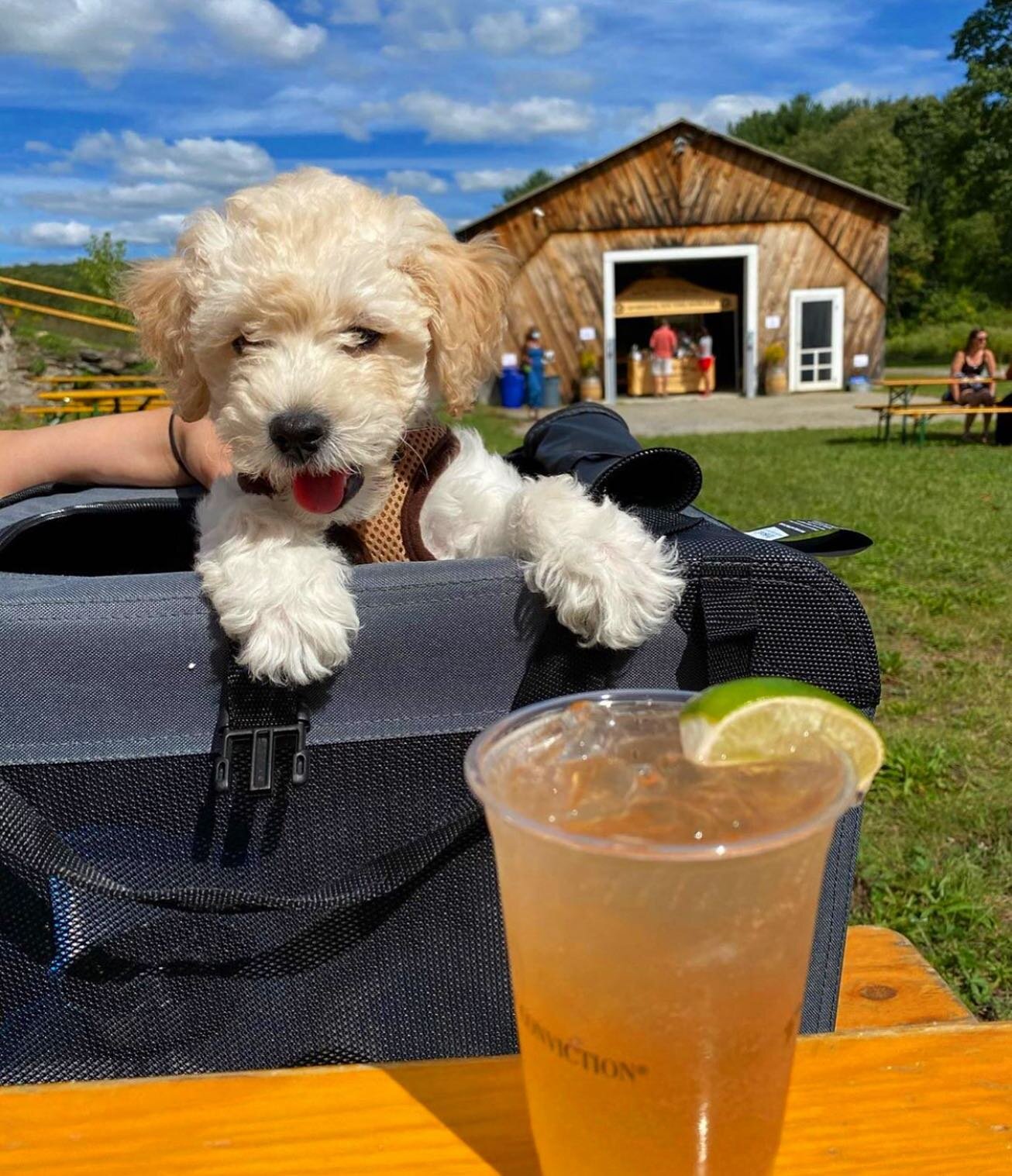 Is Dutch&rsquo;s Spirits dog friendly? You betcha! Well-behaved pups are totally welcome. We have fresh water bowls onsite and we just ask that your fur babies stay on leash while exploring the property! 🐶👍

Photo by the sweet @zouzouzelda

#Dutchs