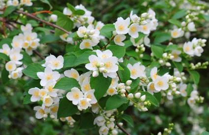 mock_orange.jpg