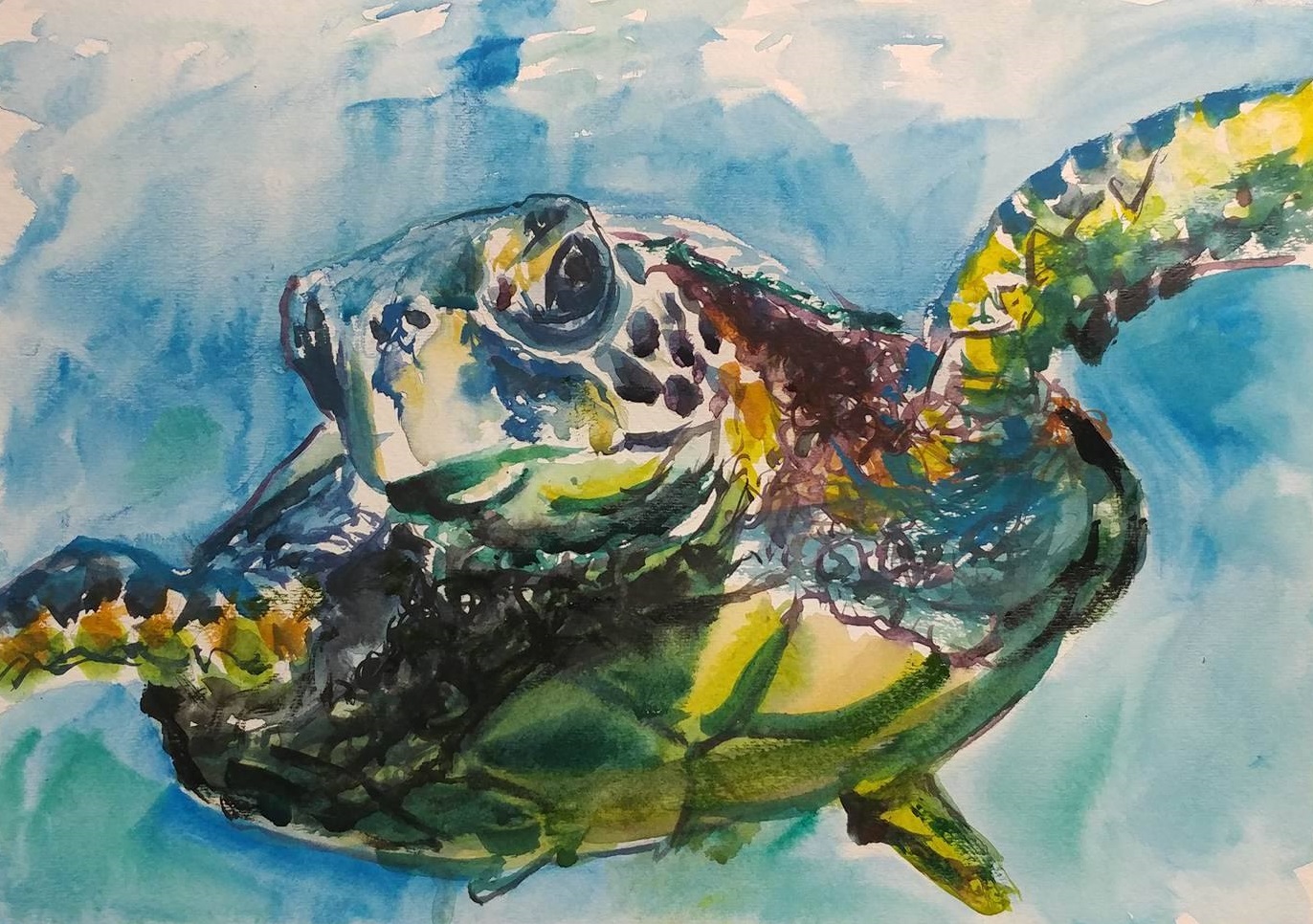 Sea Turtle.jpg