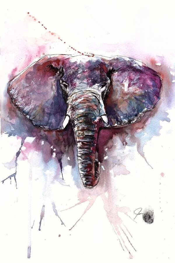 African Elephant.jpg