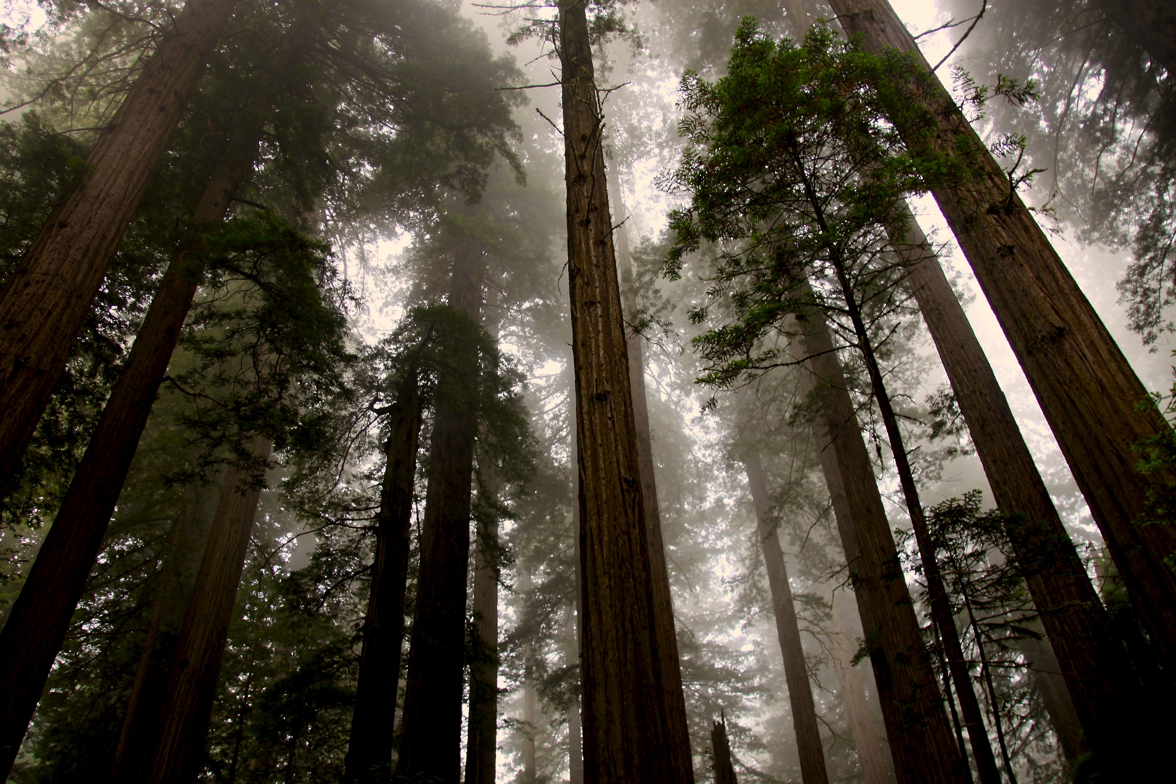 2015 / Redwoods
