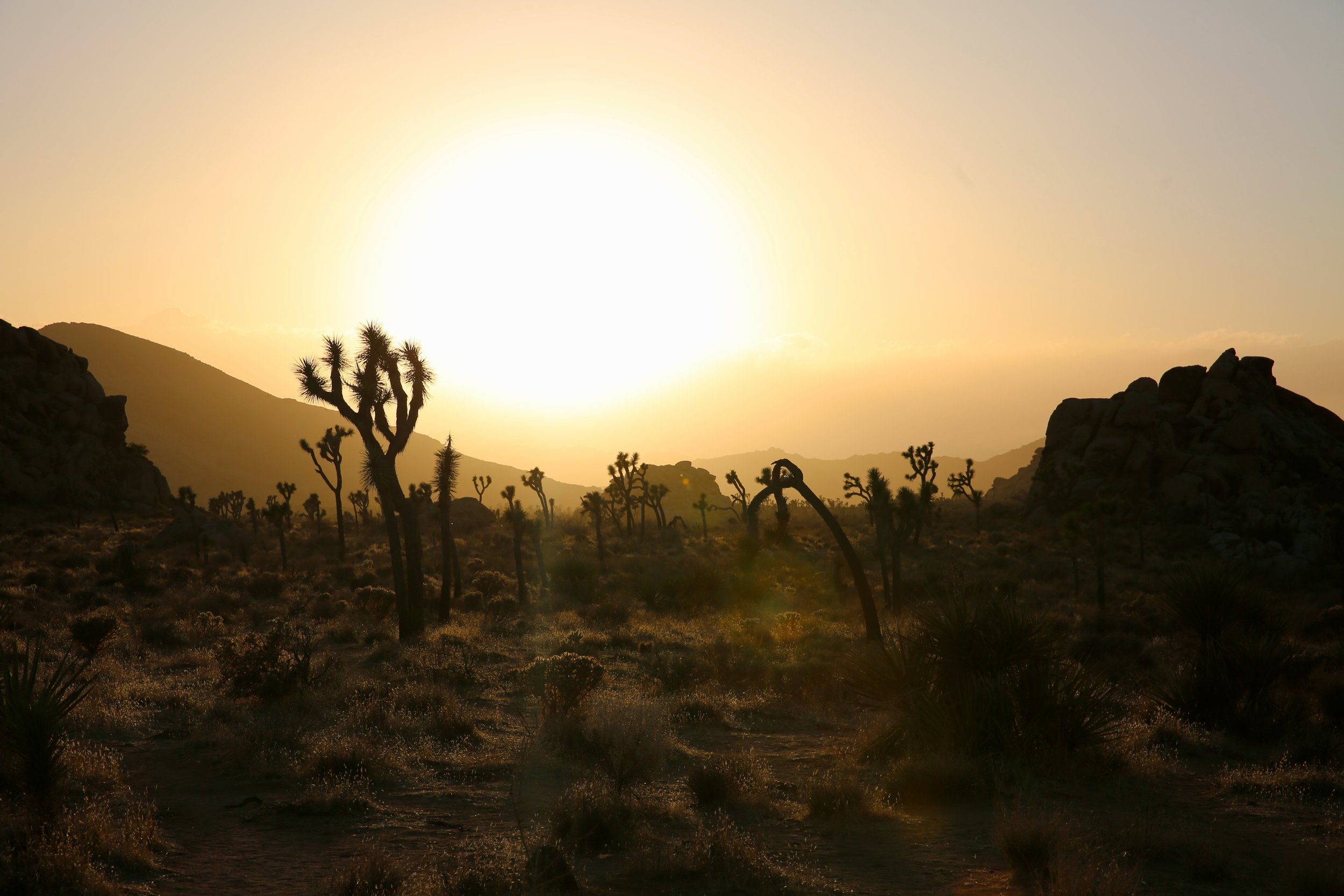 2021 / Joshua Tree