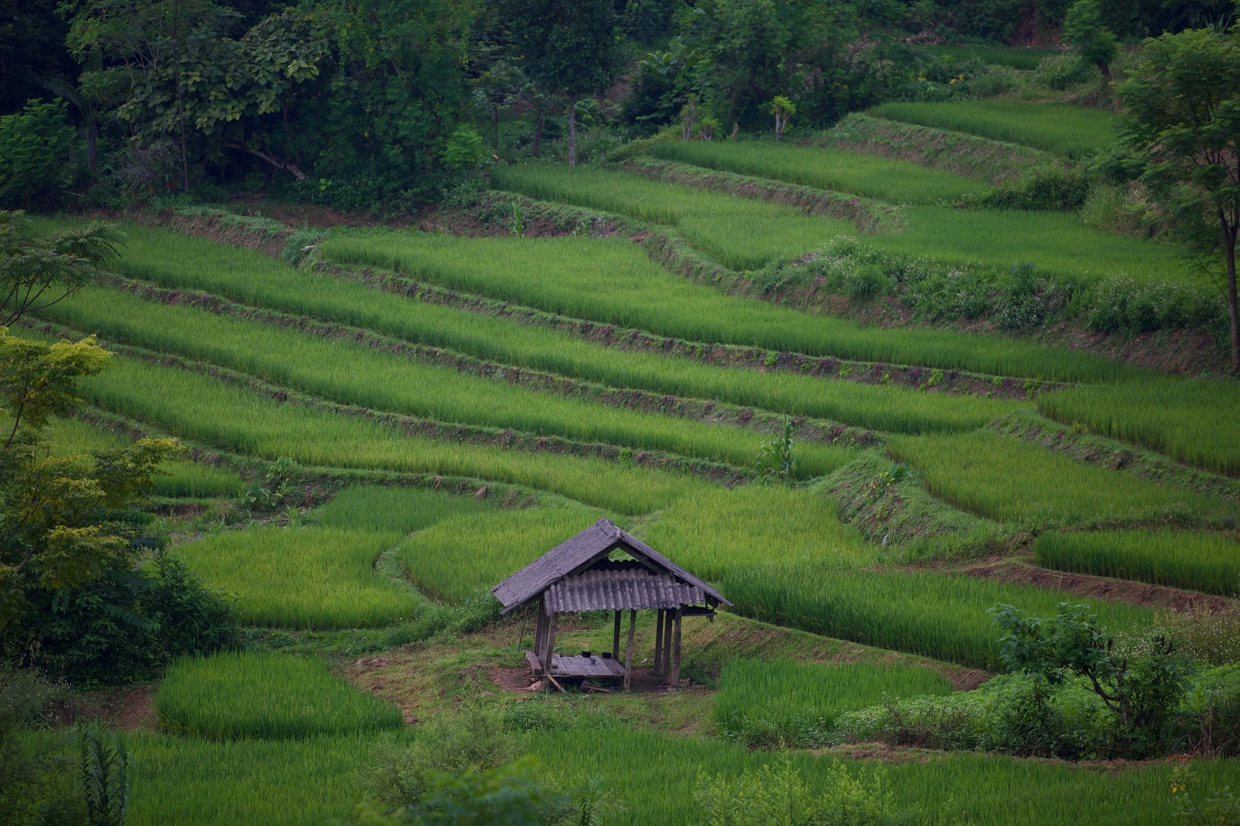 2025 / Mai Chau