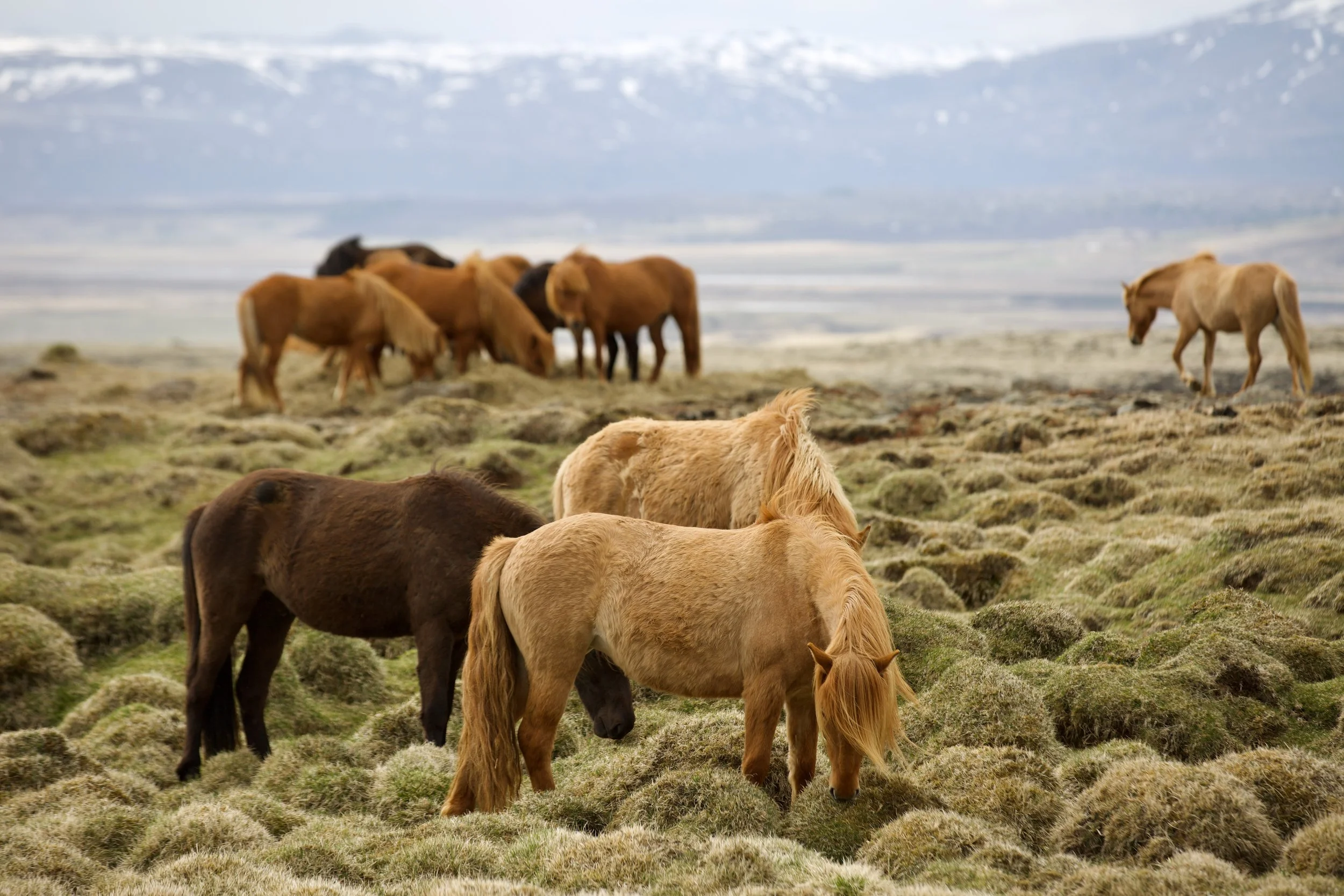 2026 / Iceland
