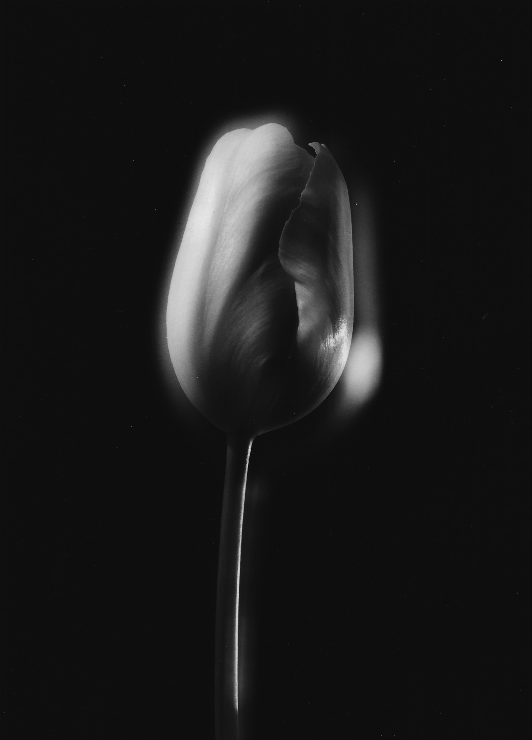 Untitled , c. 1987 Gelatin silver photograph. 8 3/8 x 6 inches