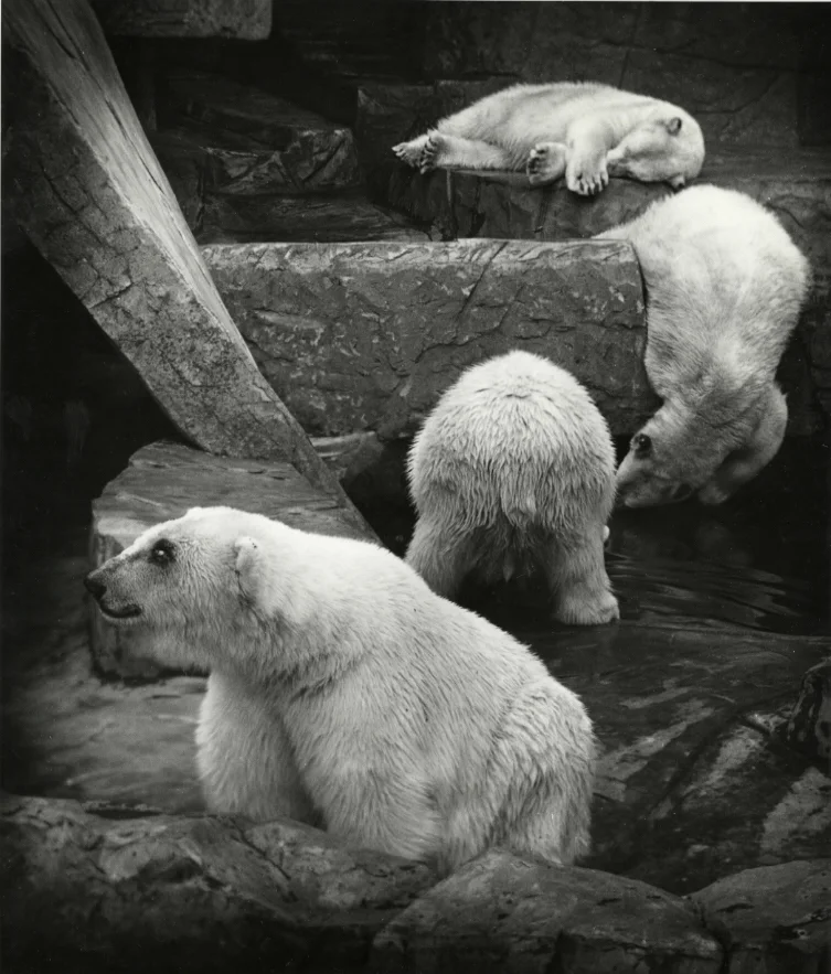 Polar Bears , 1930s Gelatin silver photograph. 12 1/4 x 10 1/2 inches