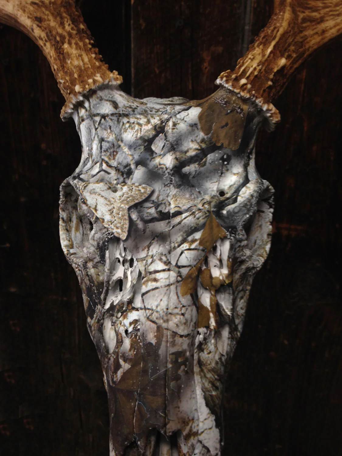 Whitetail Deer