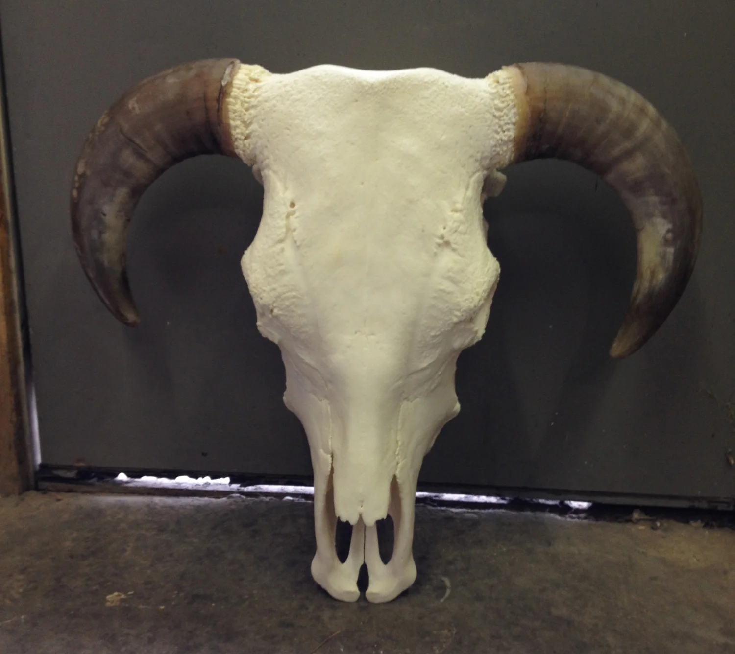 Bull