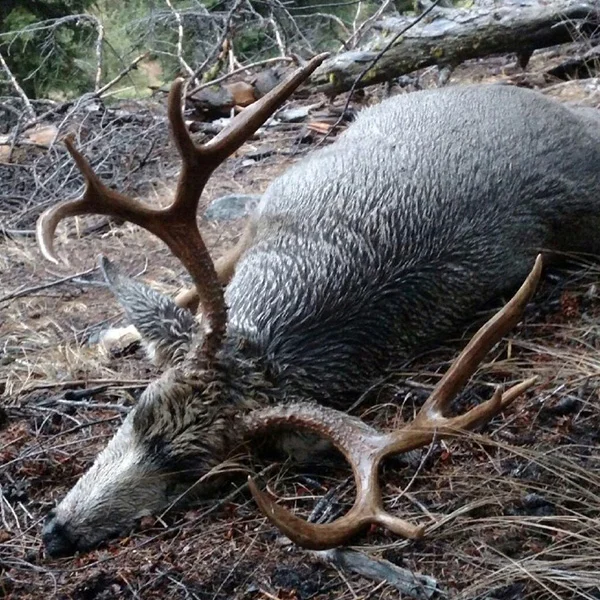 Hunter-Pic-8.jpg