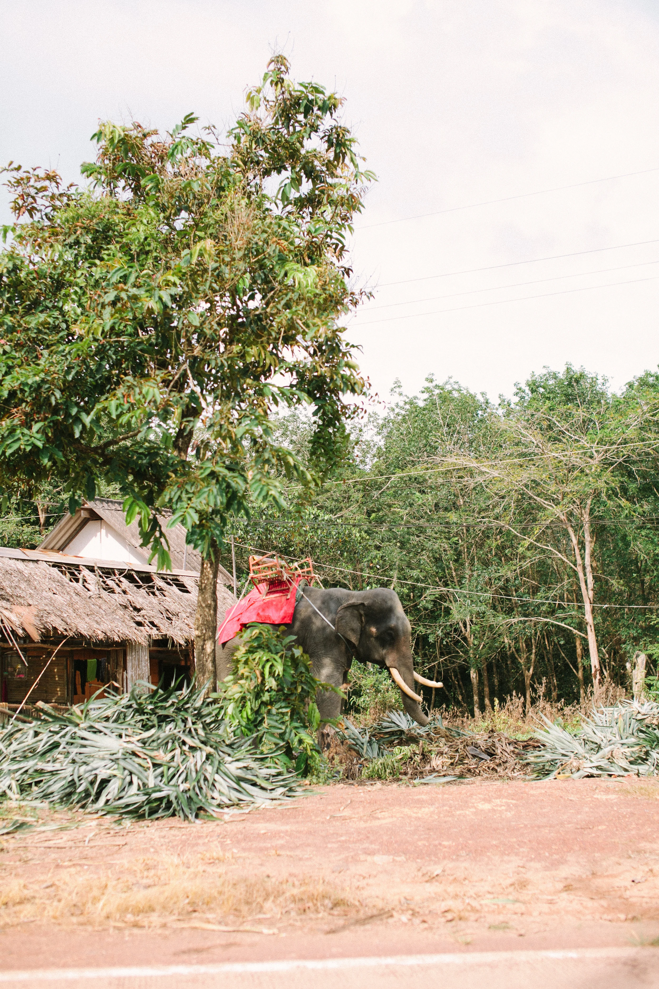 thailand_oct2015-59.jpg