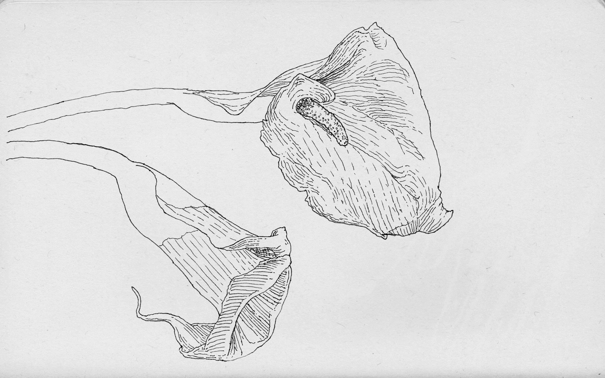 160903_calla-lilies-for-web_0005_Layer-16.png