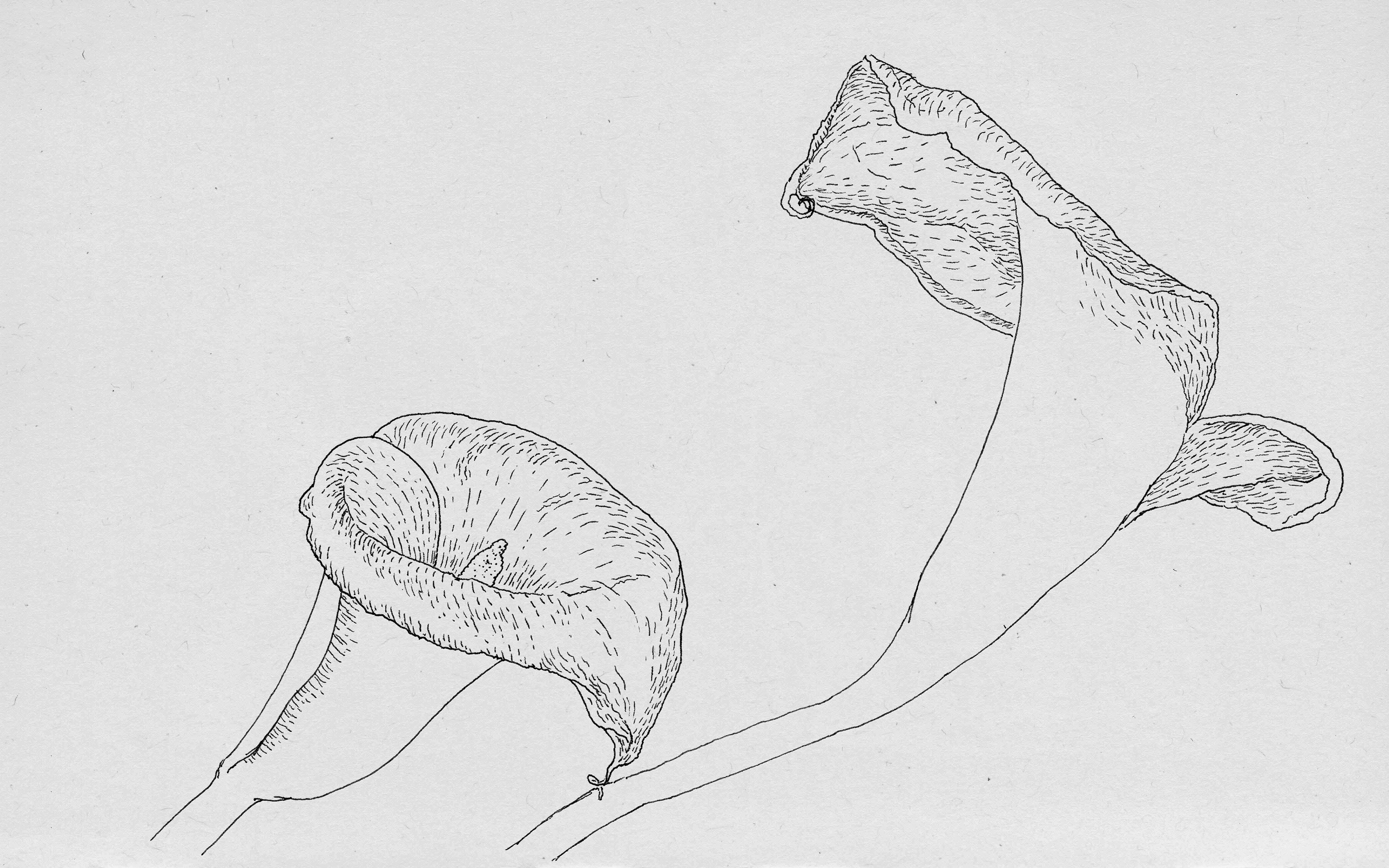160903_calla-lilies-for-web_0017_Layer-4-.png